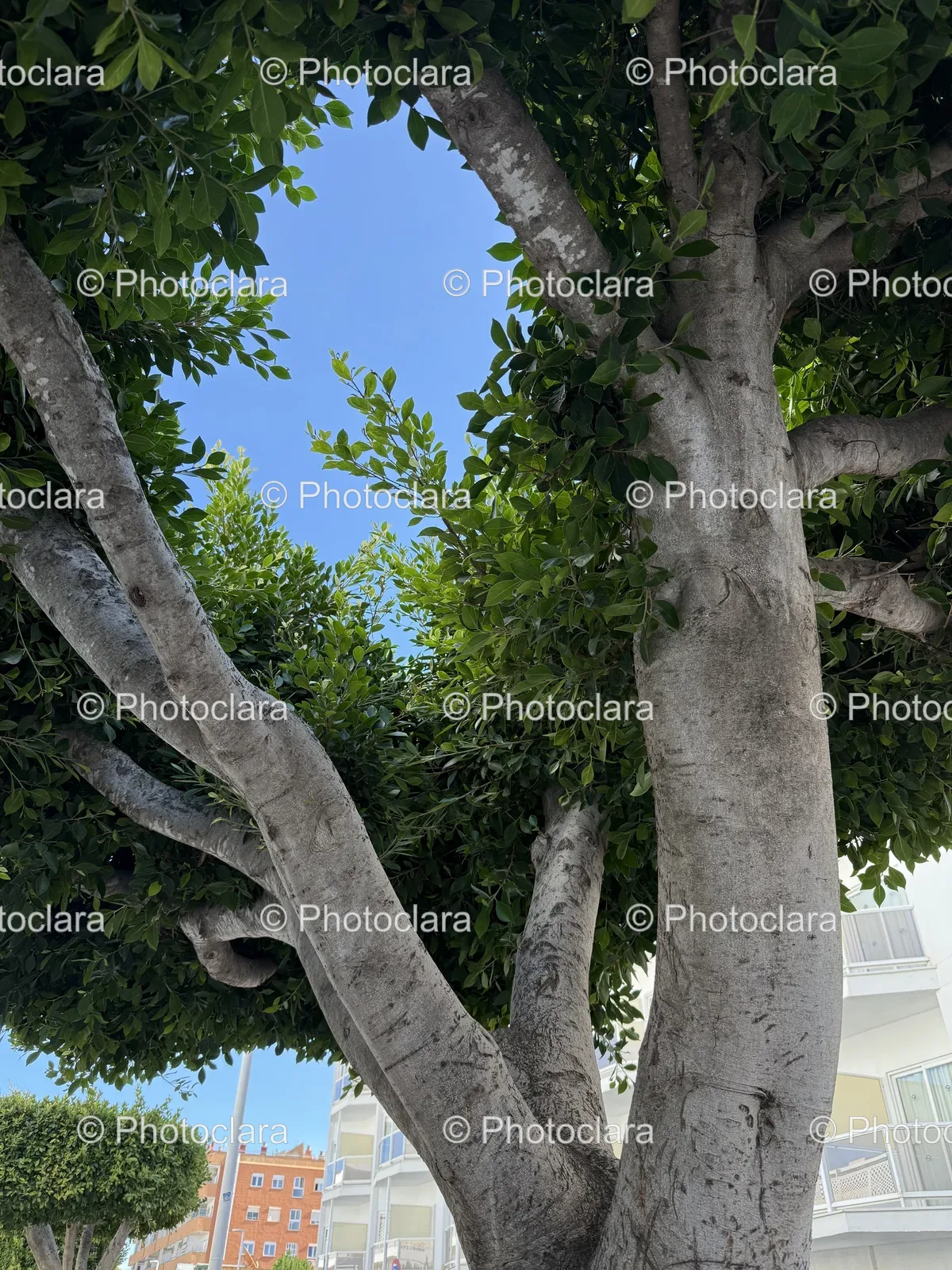 enigmatic-tree-humanlike-branches.jpg