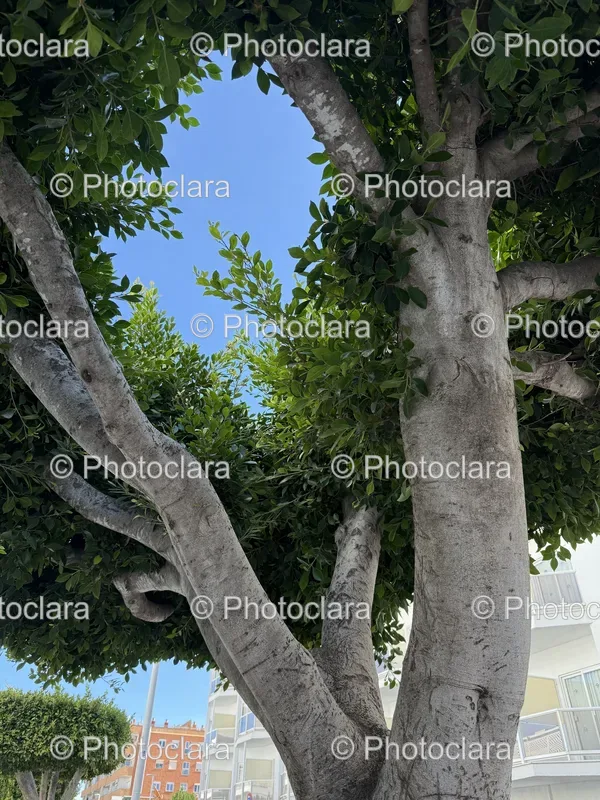 Personified Trees