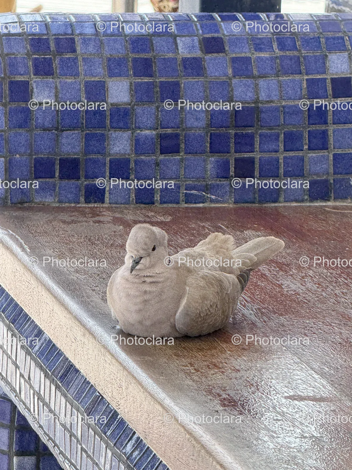 Bird-Perched-on-a-Ledge.jpg