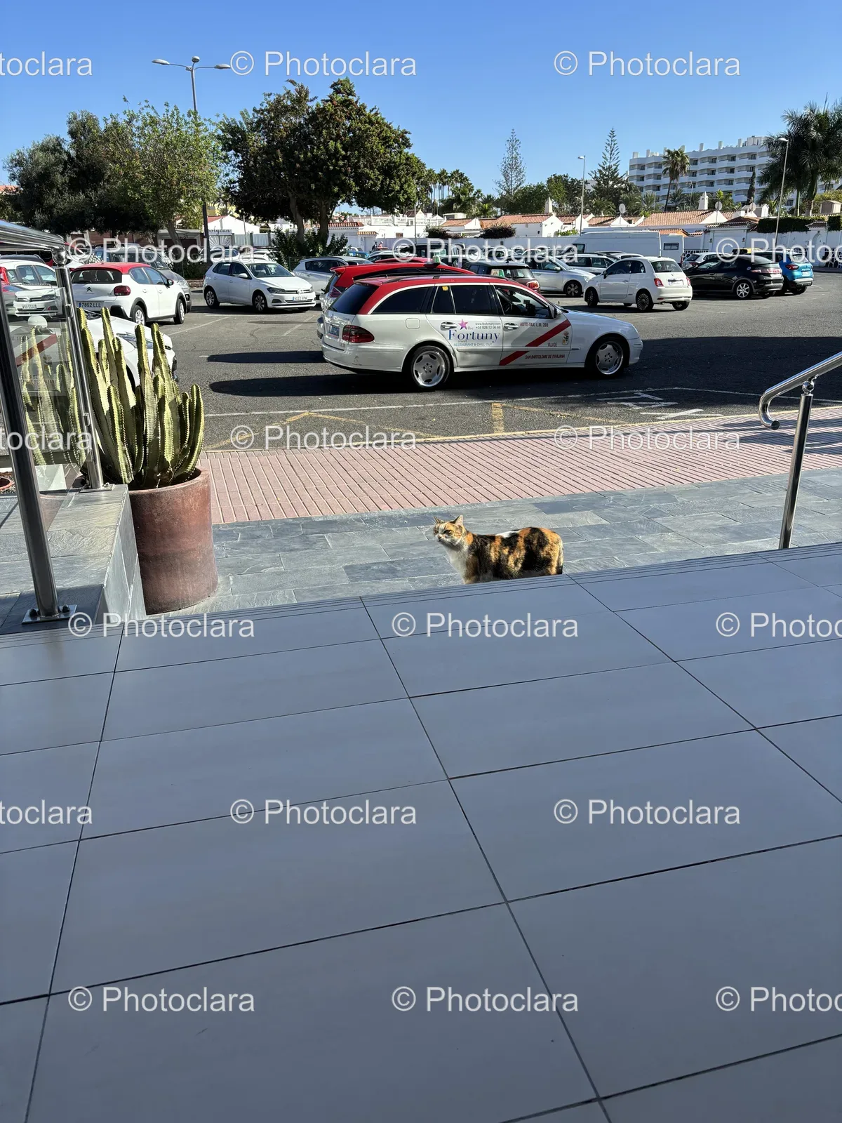 Cat-on-Sidewalk-Near-Parking-Lot.jpg