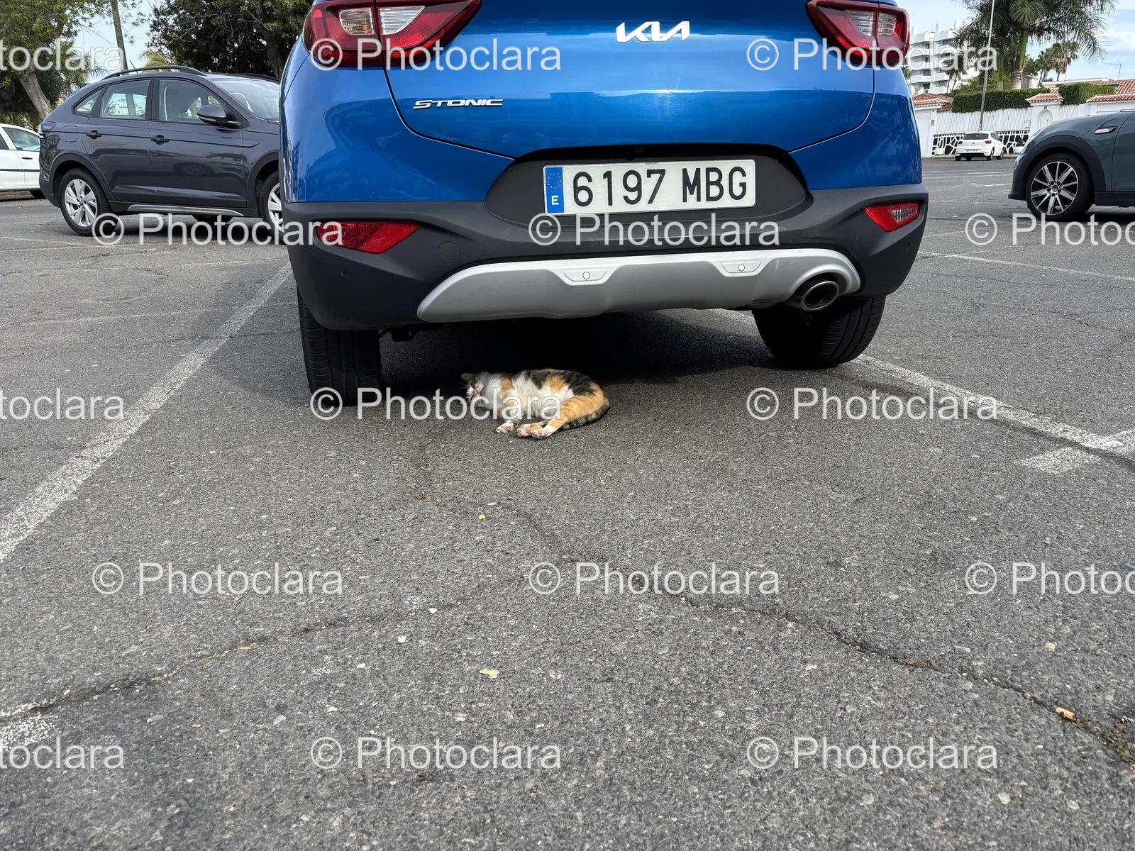 Cat-Relaxing-Under-a-Car.jpg