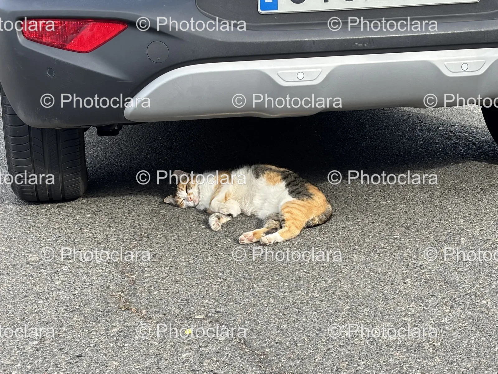 Cat-Relaxing-Under-Car.jpg