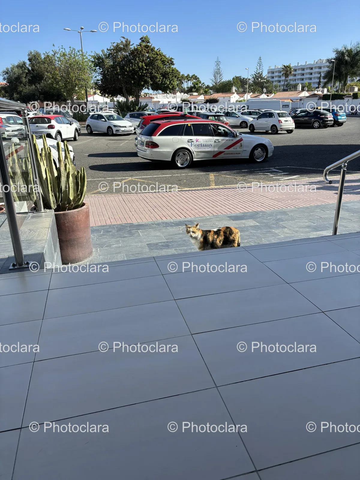 curious-cat-on-sidewalk.jpg