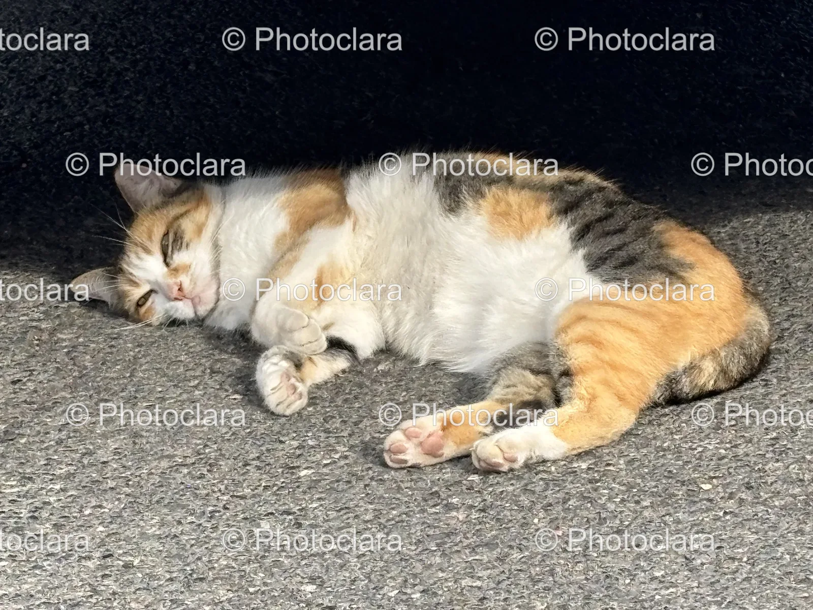 relaxed-cat-lying-on-the-ground.jpg