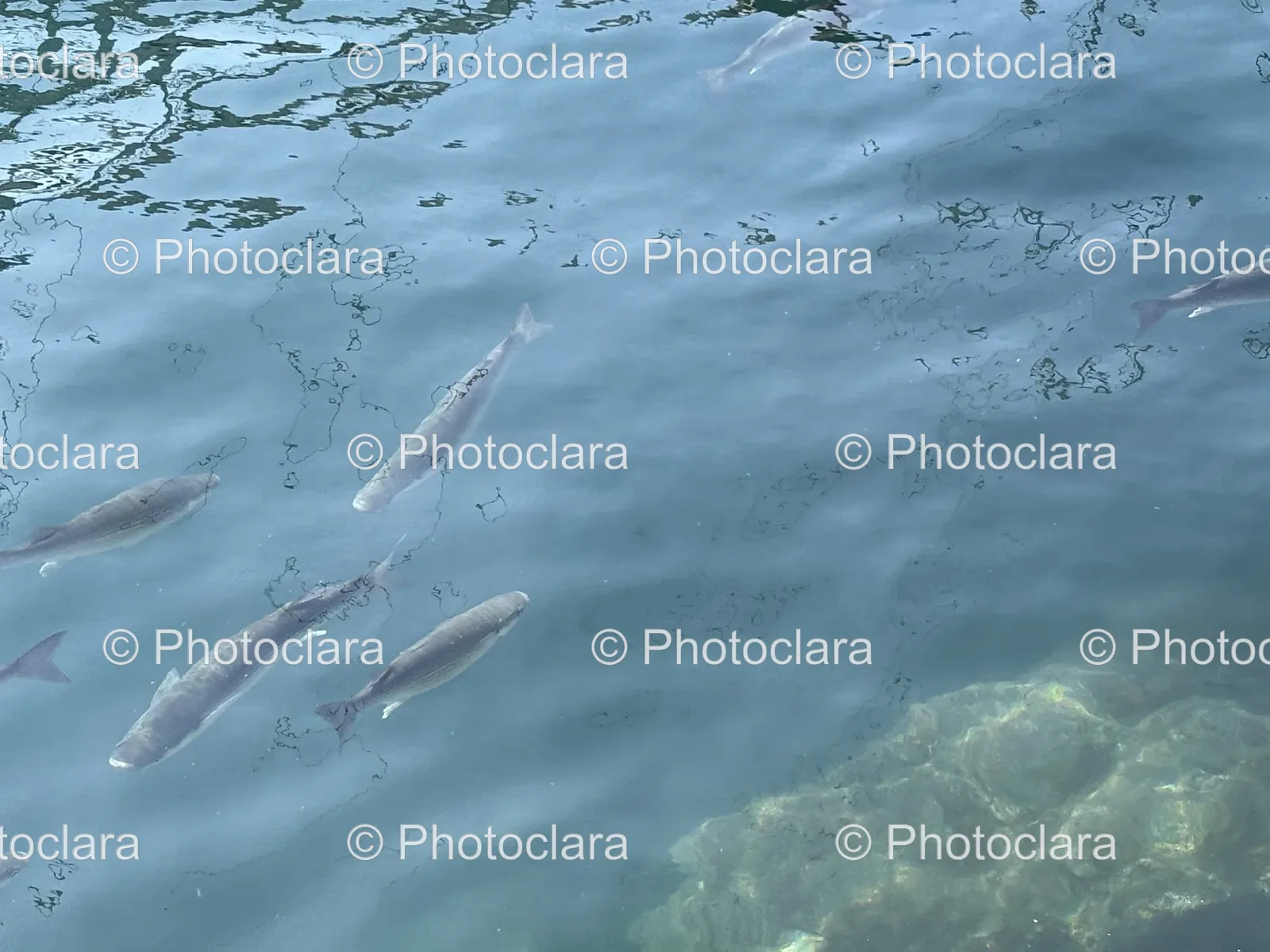 Harmony-Underwater-School-of-Fish.jpg