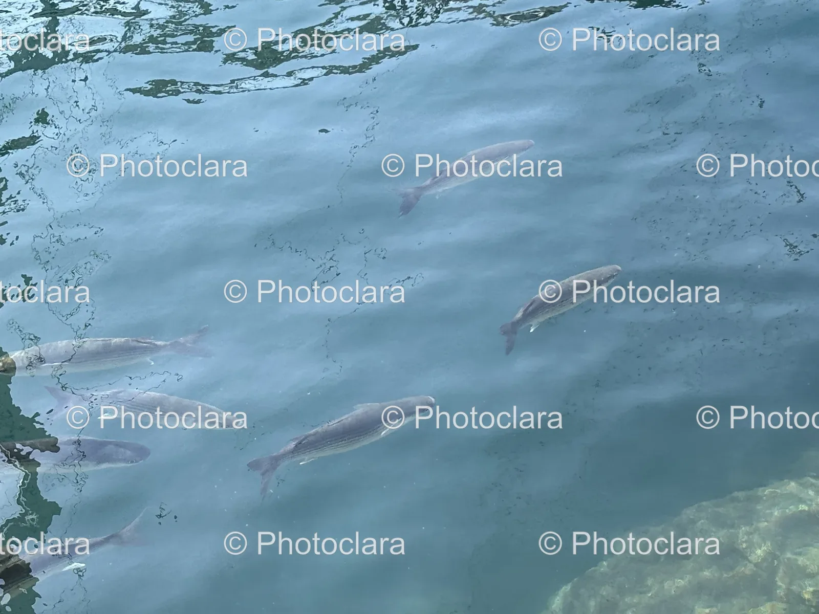 School-of-Fish-in-Pristine-Lake.jpg