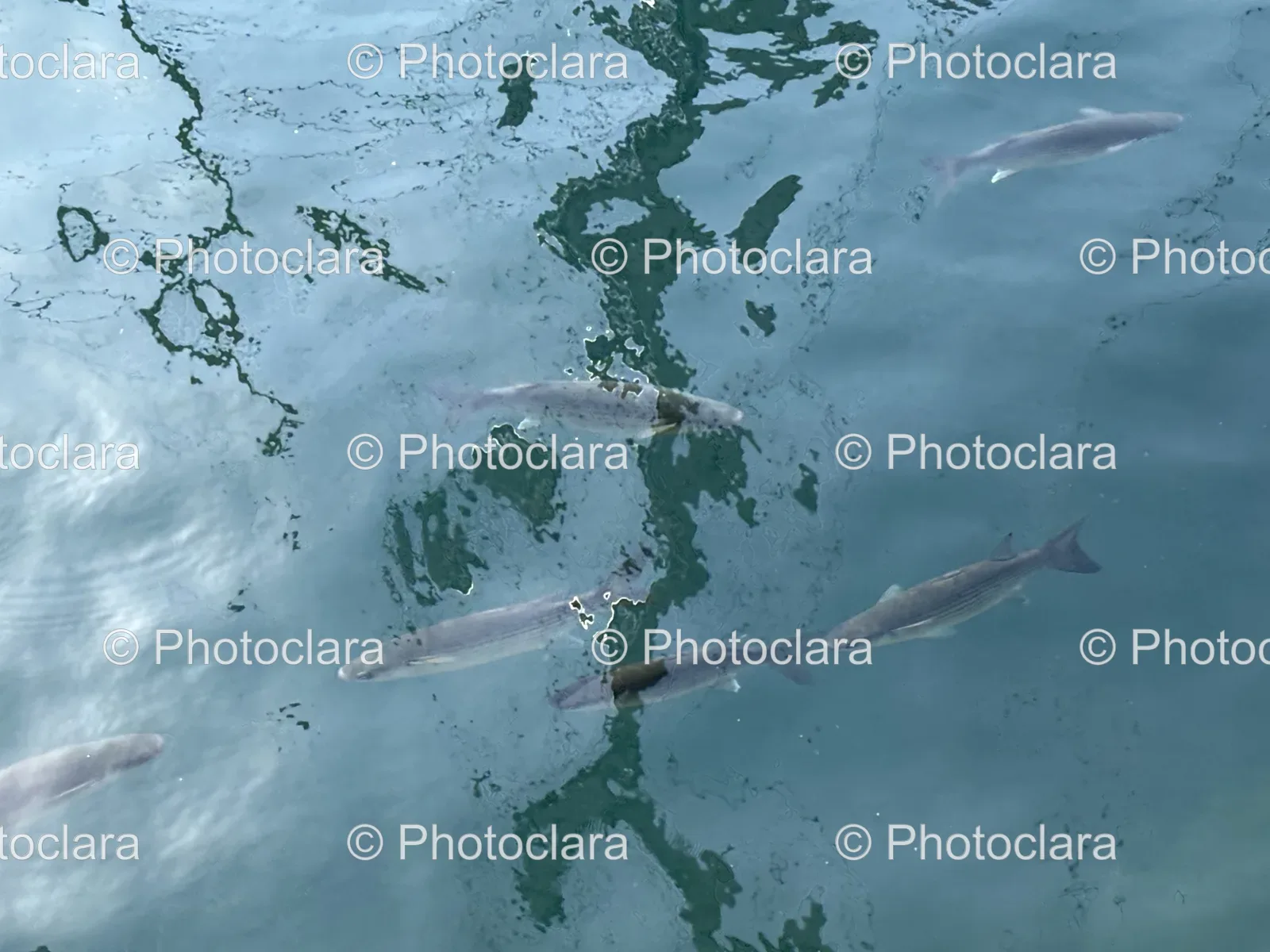 School-of-Fish-Swimming-in-Lake.jpg
