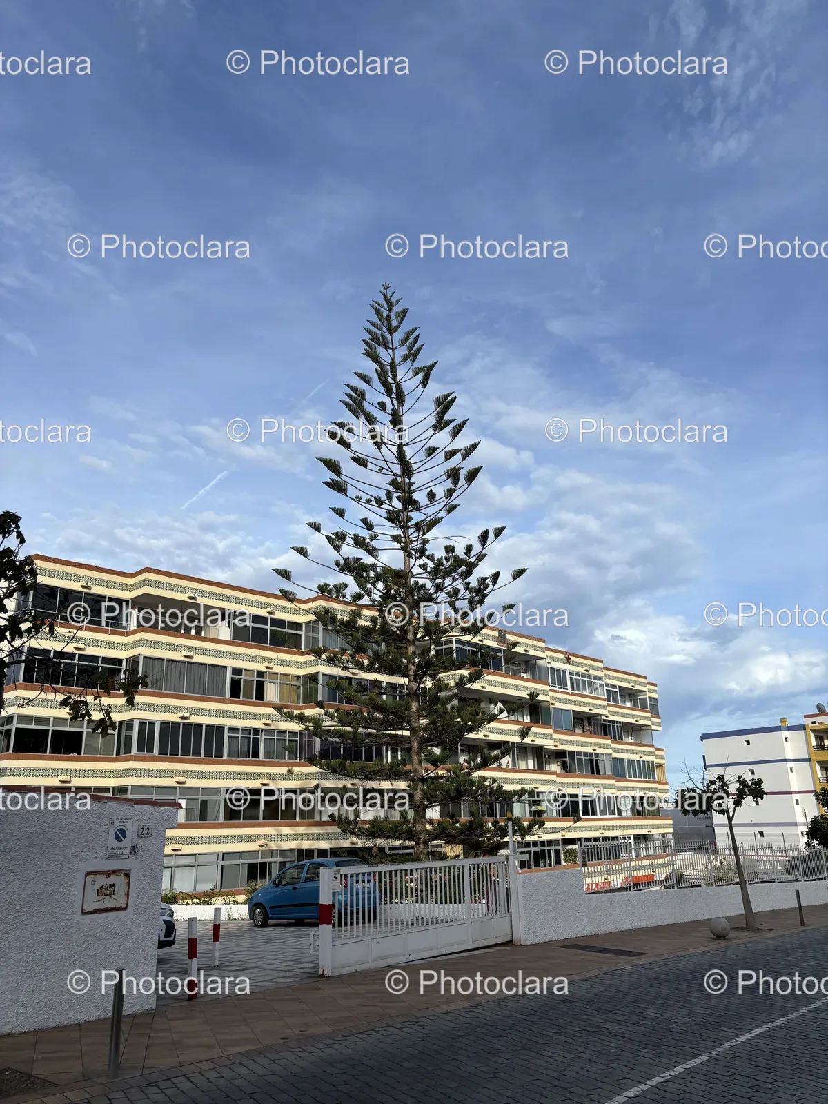 Tree-and-Building-Harmony.jpg