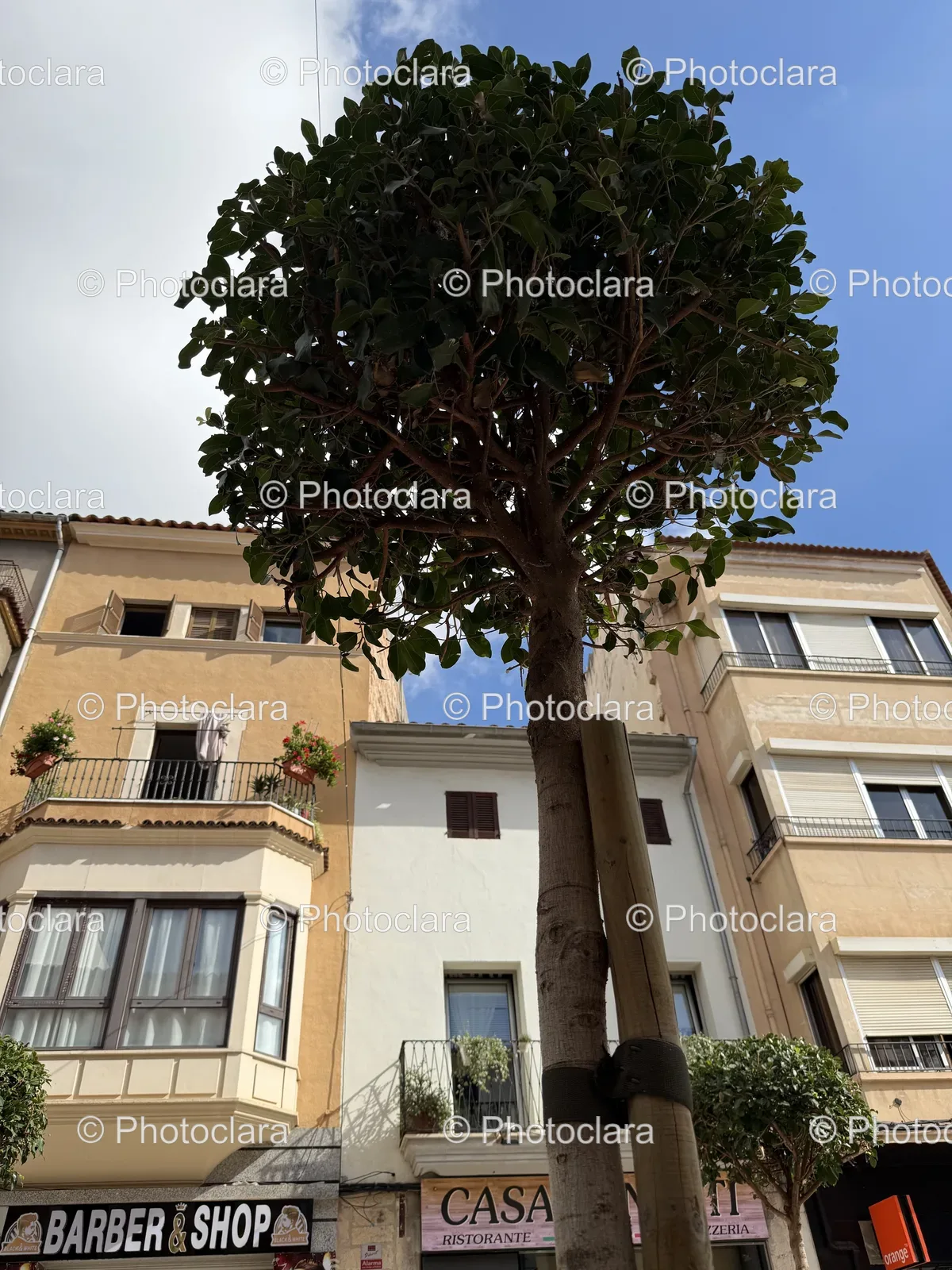 Tree-in-Front-of-Barber-Shop-Building.jpg
