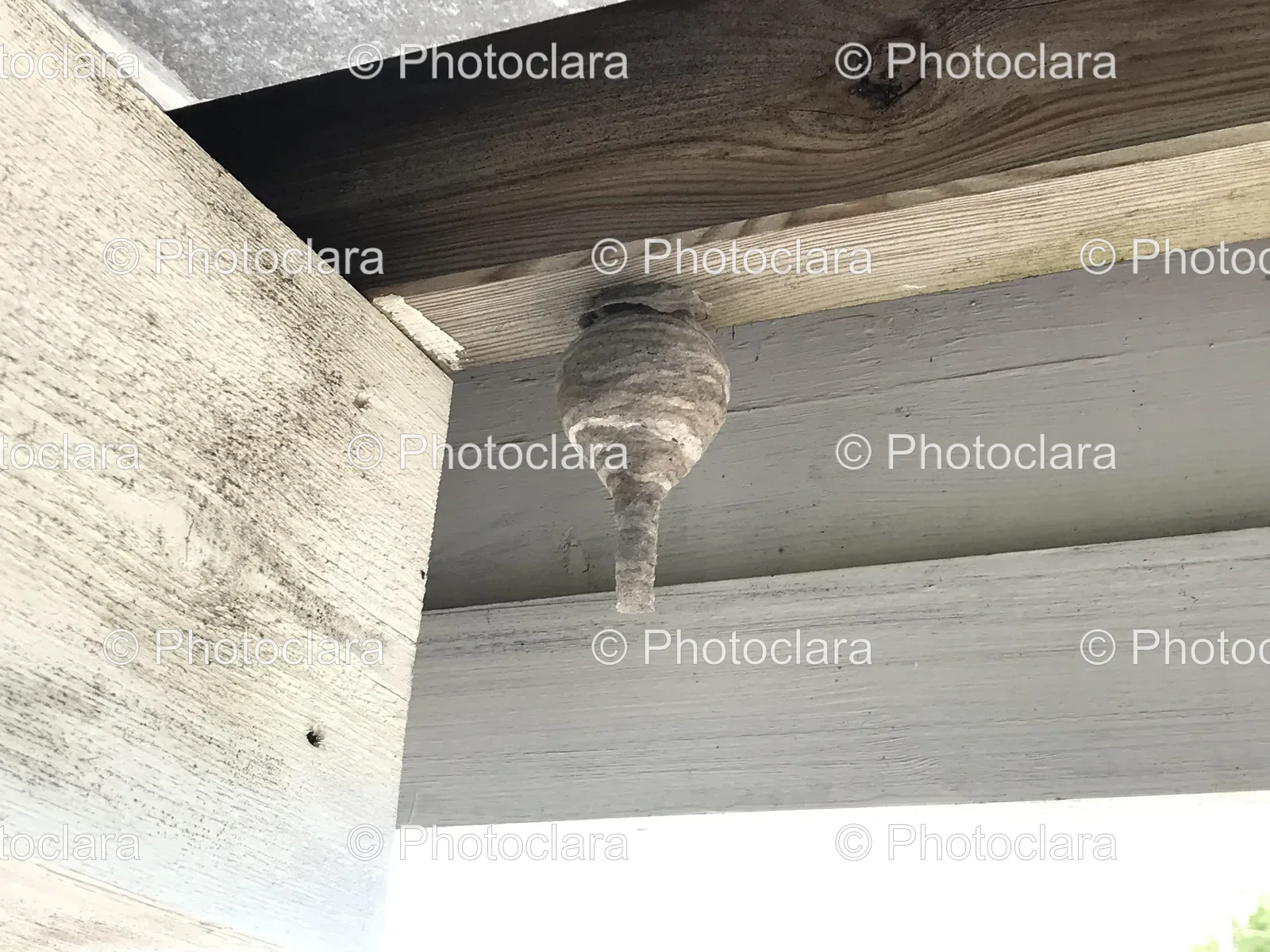 Bee-Hive-on-Wood-Beam.jpg