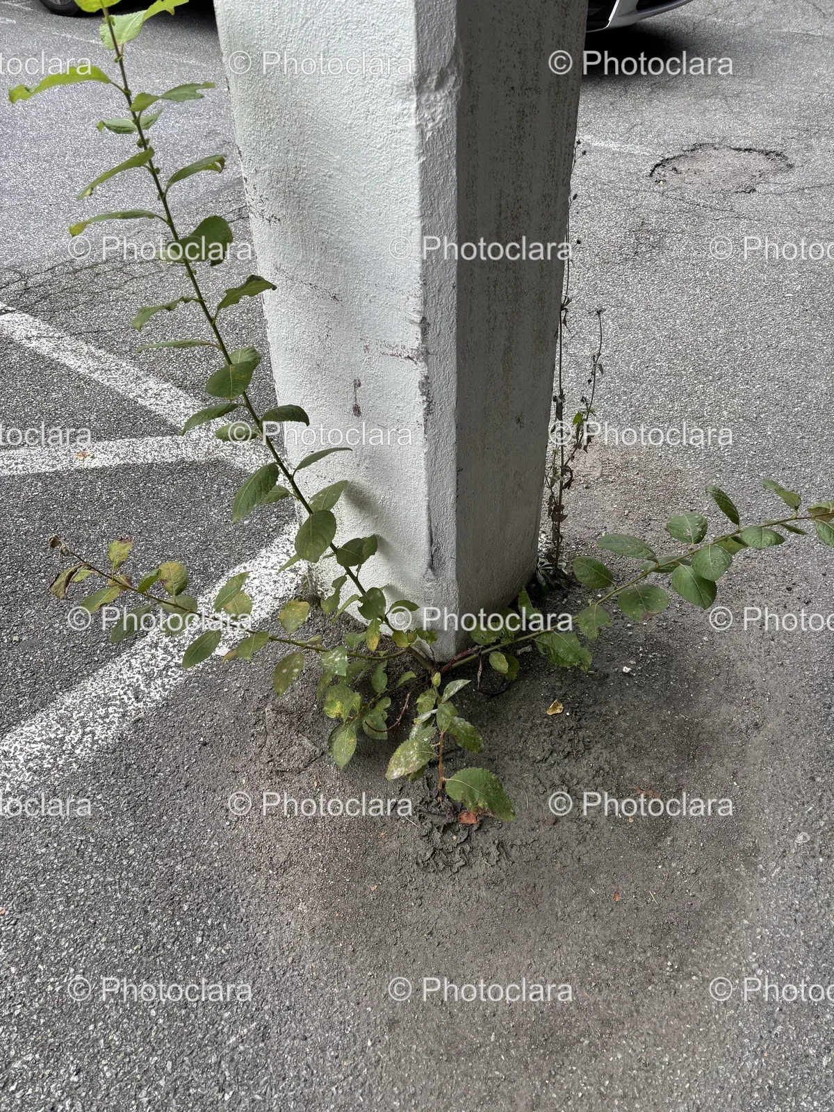 resilient-plant-growing-through-concrete.jpg