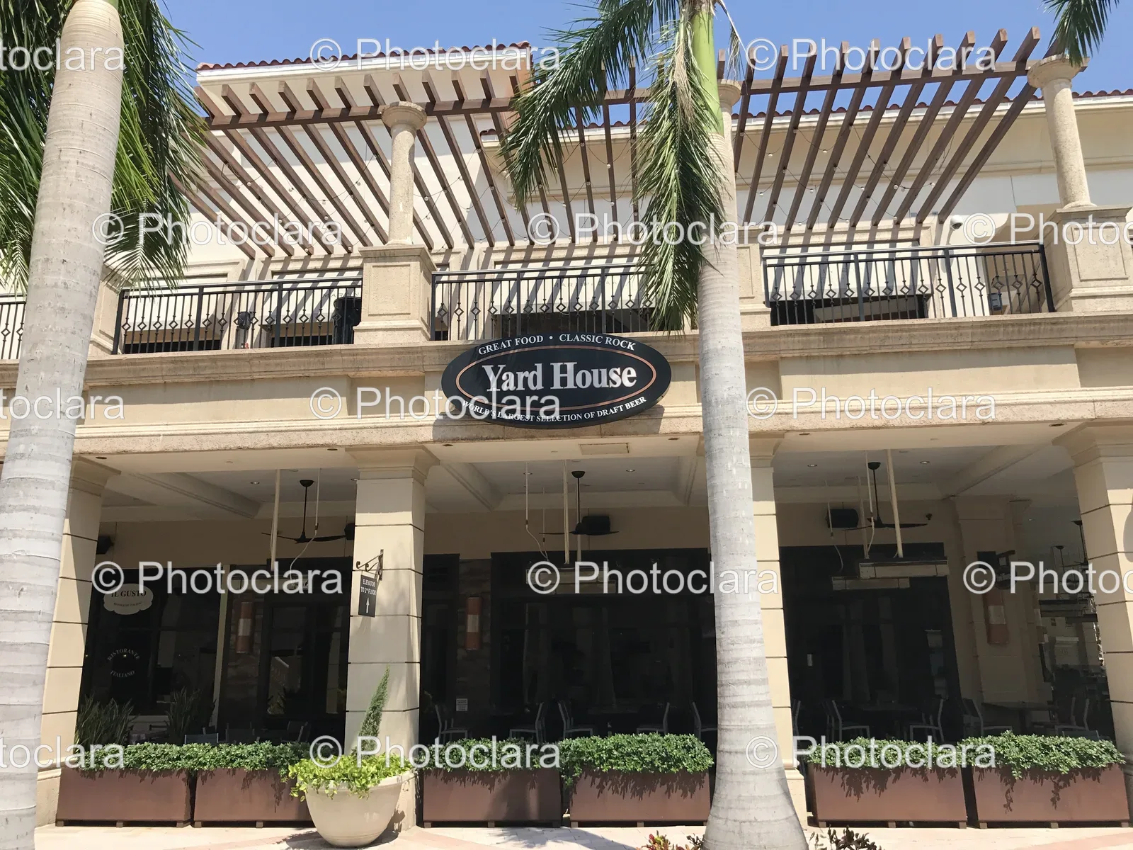 yard-house-restaurant-palm-tree.jpg