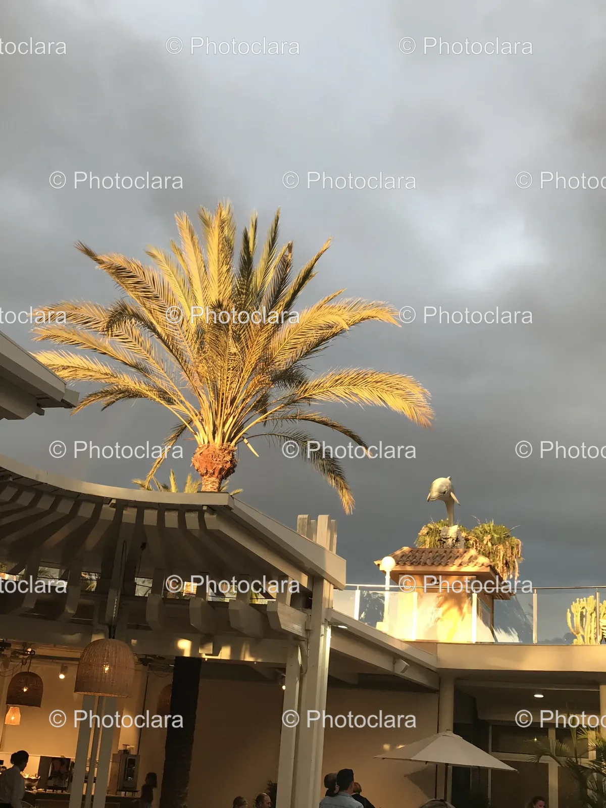 unique-palm-tree-rooftop.jpg