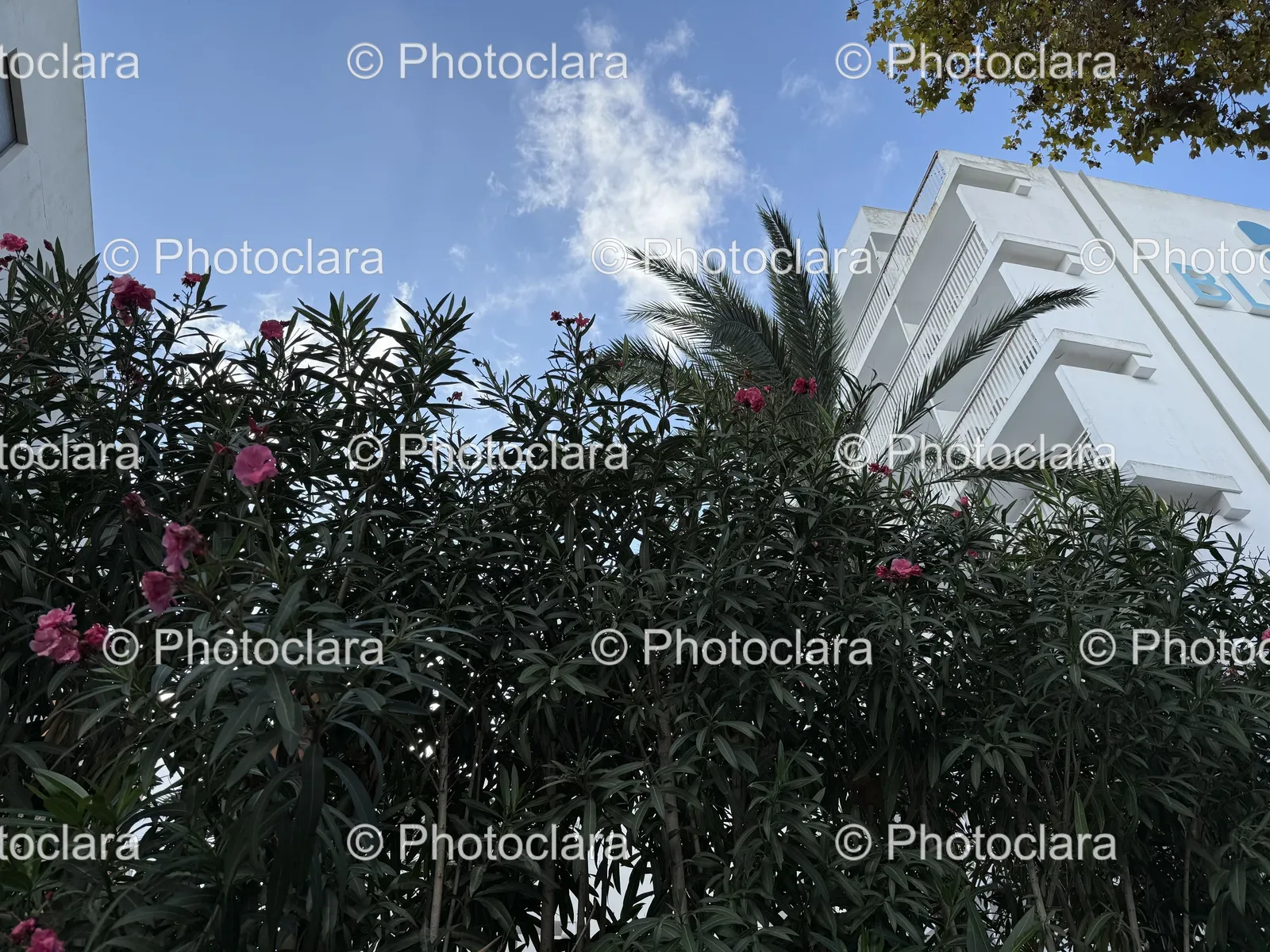 charming-white-building-verdant-surroundings.jpg