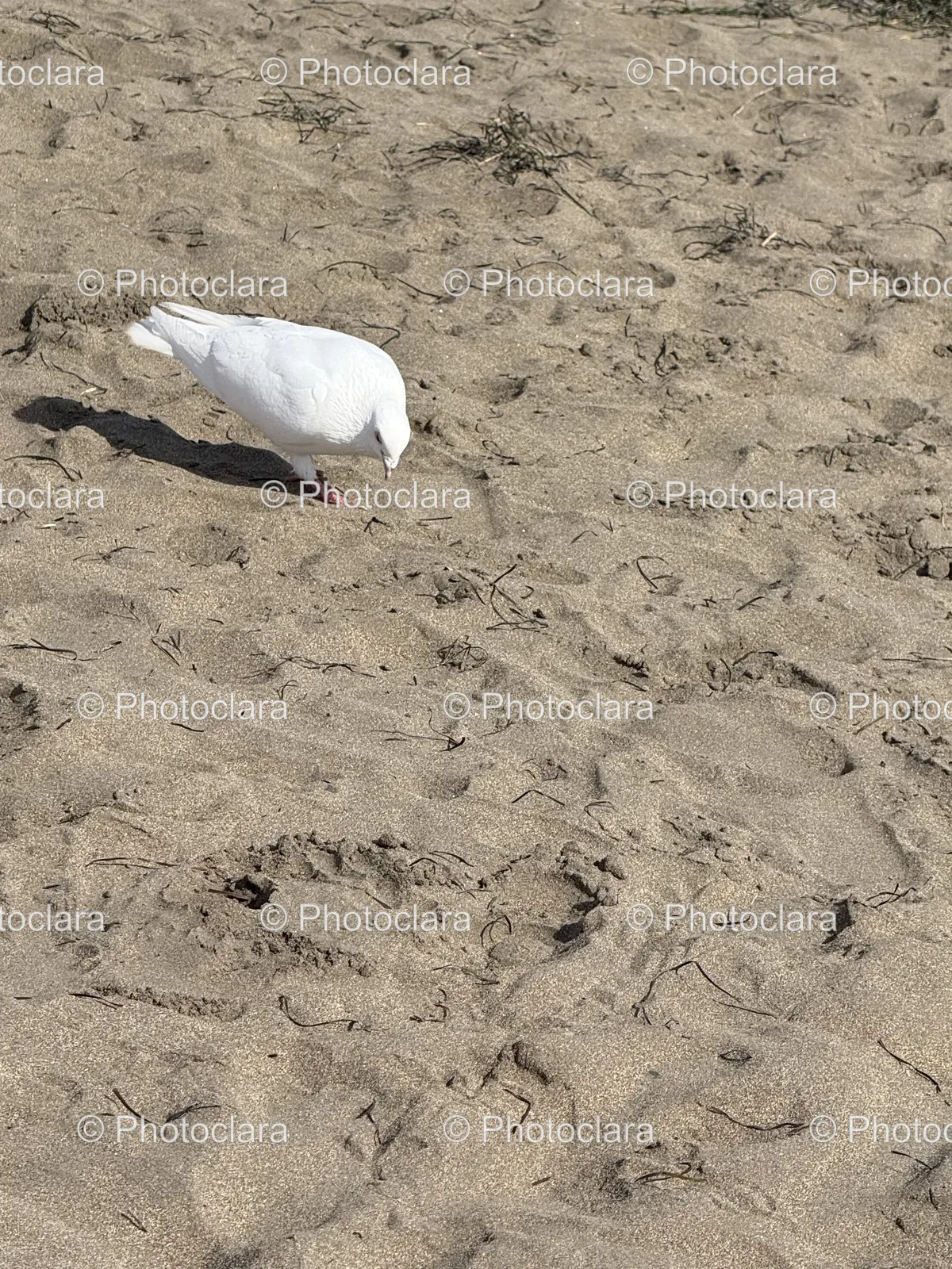 bird-strolling-sandy-beach.jpg