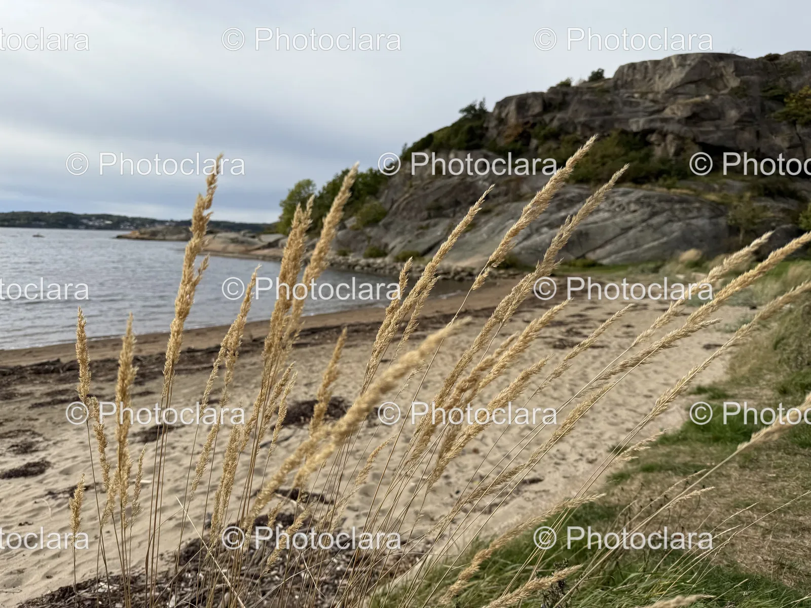 scenic-grass-on-a-beach.jpg