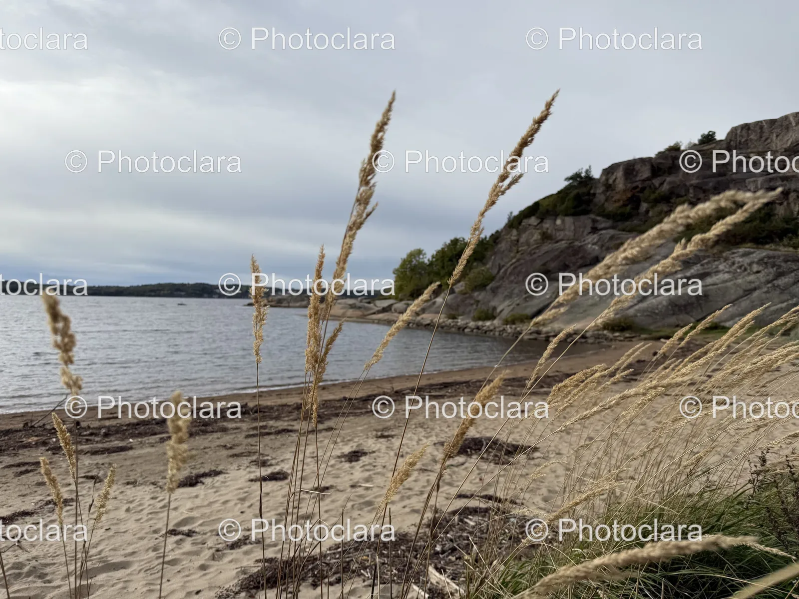 serene-beach-with-tall-grass-and-water.jpg