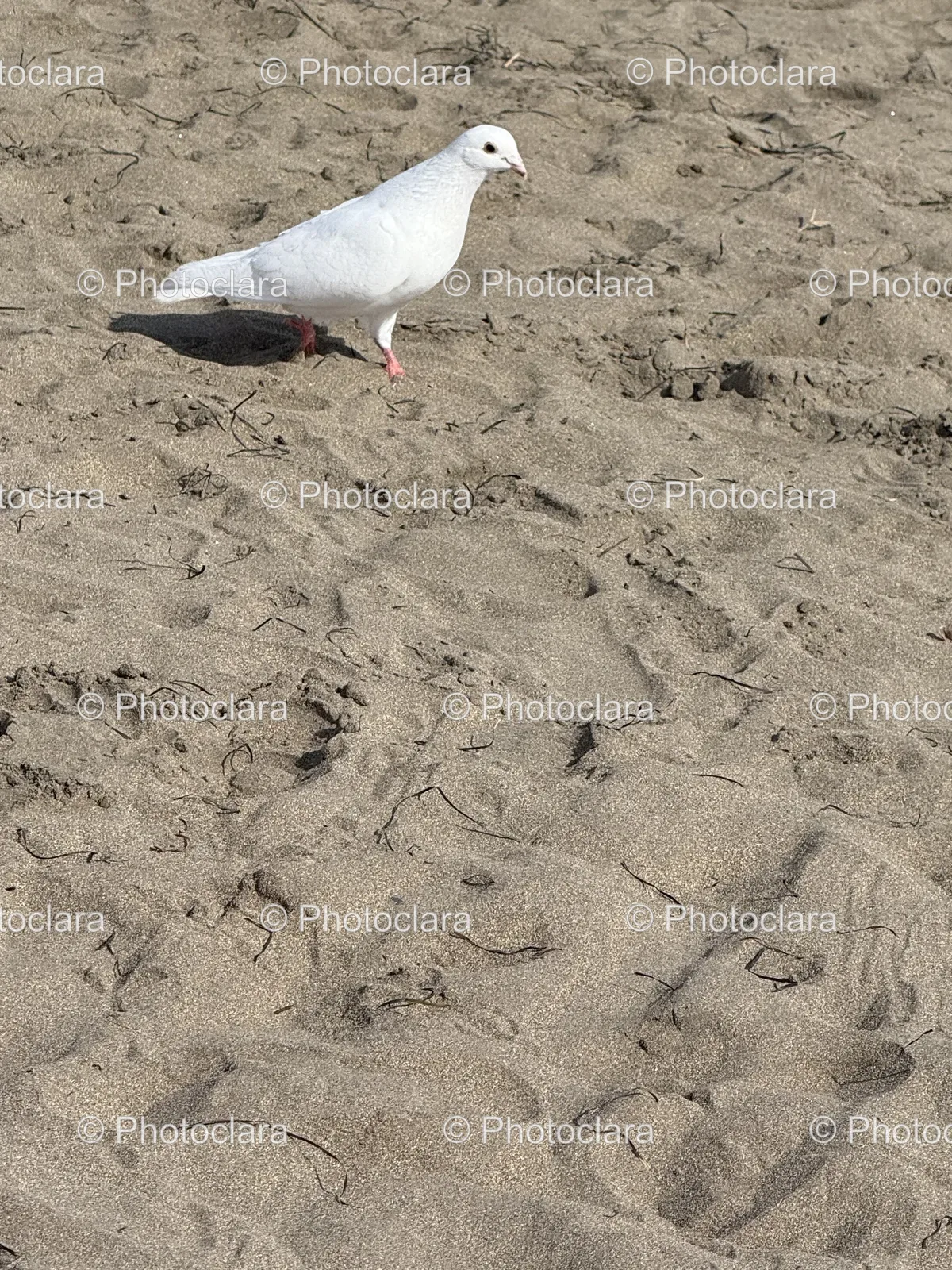 Serene-White-Bird-Strolling-on-Sandy-Beach.jpg