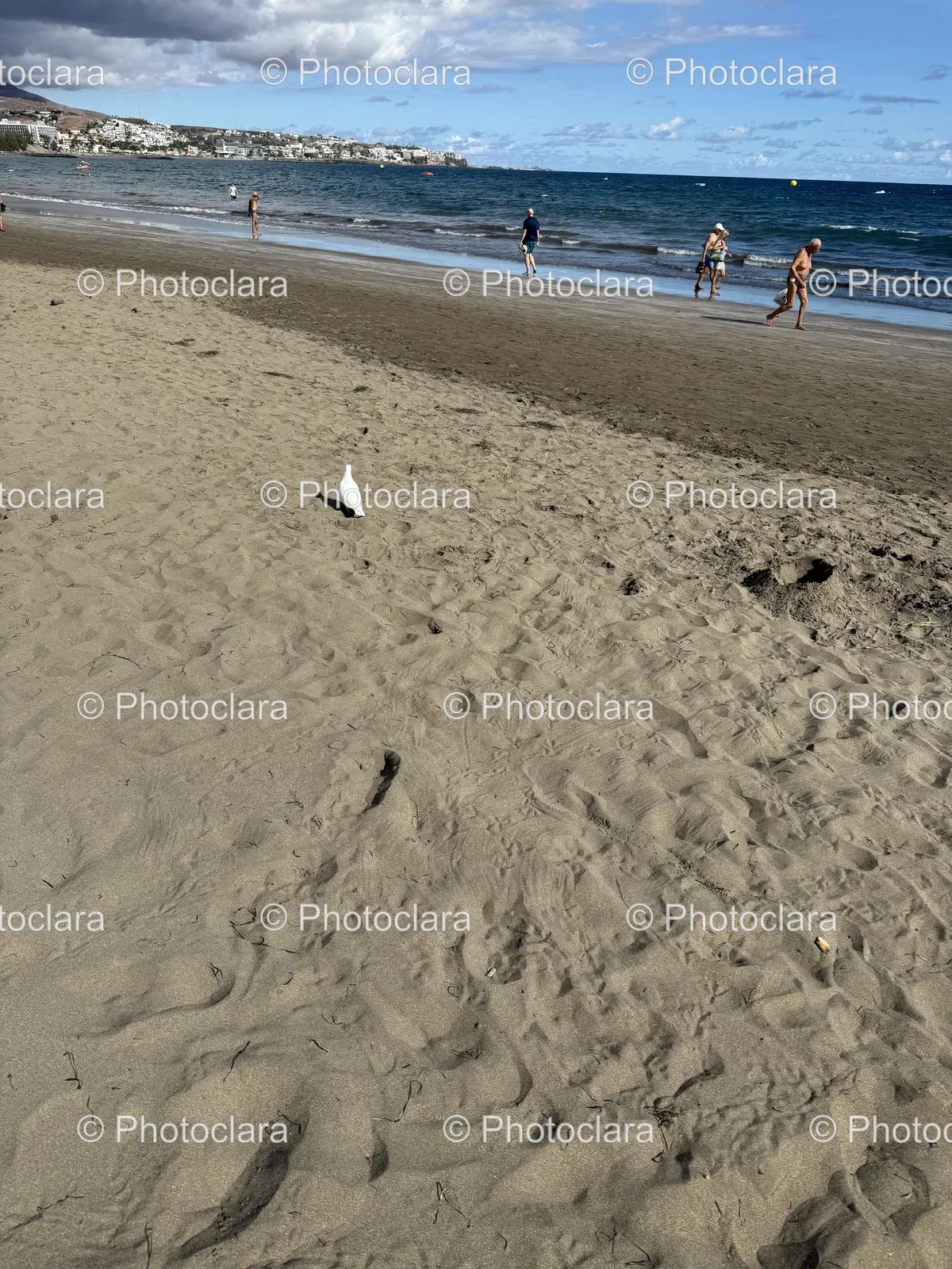 serene-beach-with-people-and-a-bird.jpg