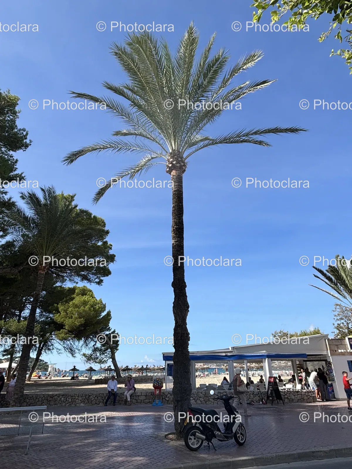 Serene-Palm-Tree-by-the-Beach.jpg