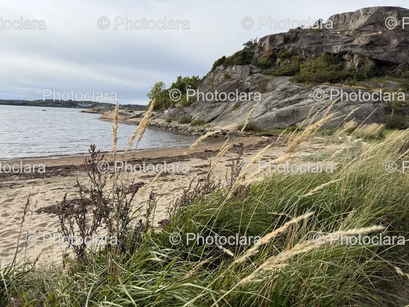 Coastal Rocks and Grass