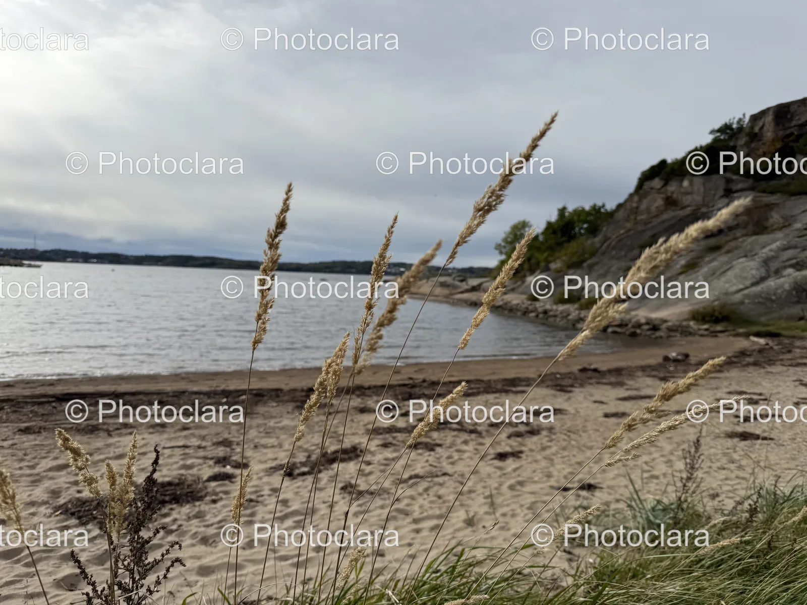 serene-beach-with-grass-and-water.jpg