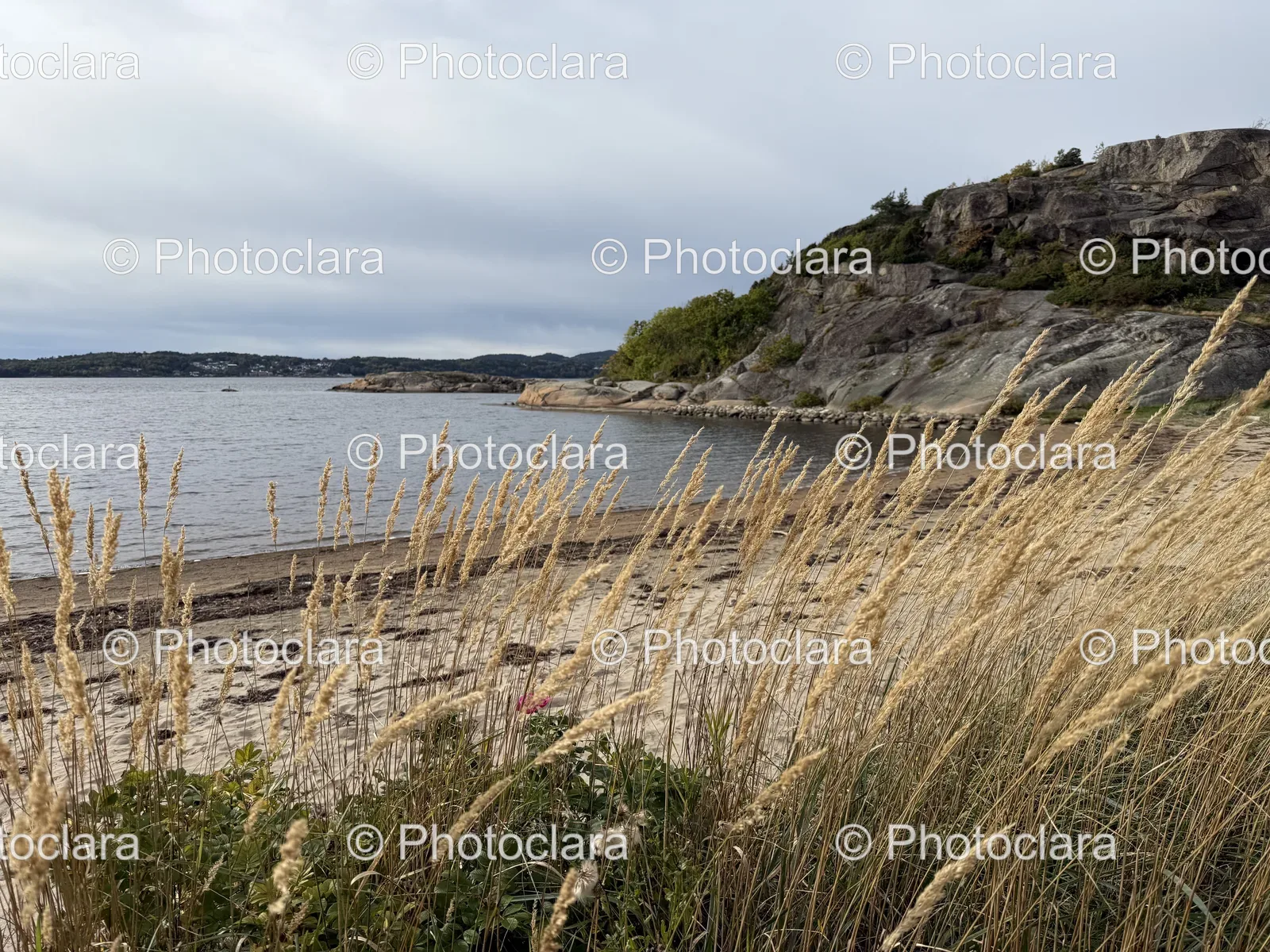 serene-beach-with-tall-grass-and-water.jpg