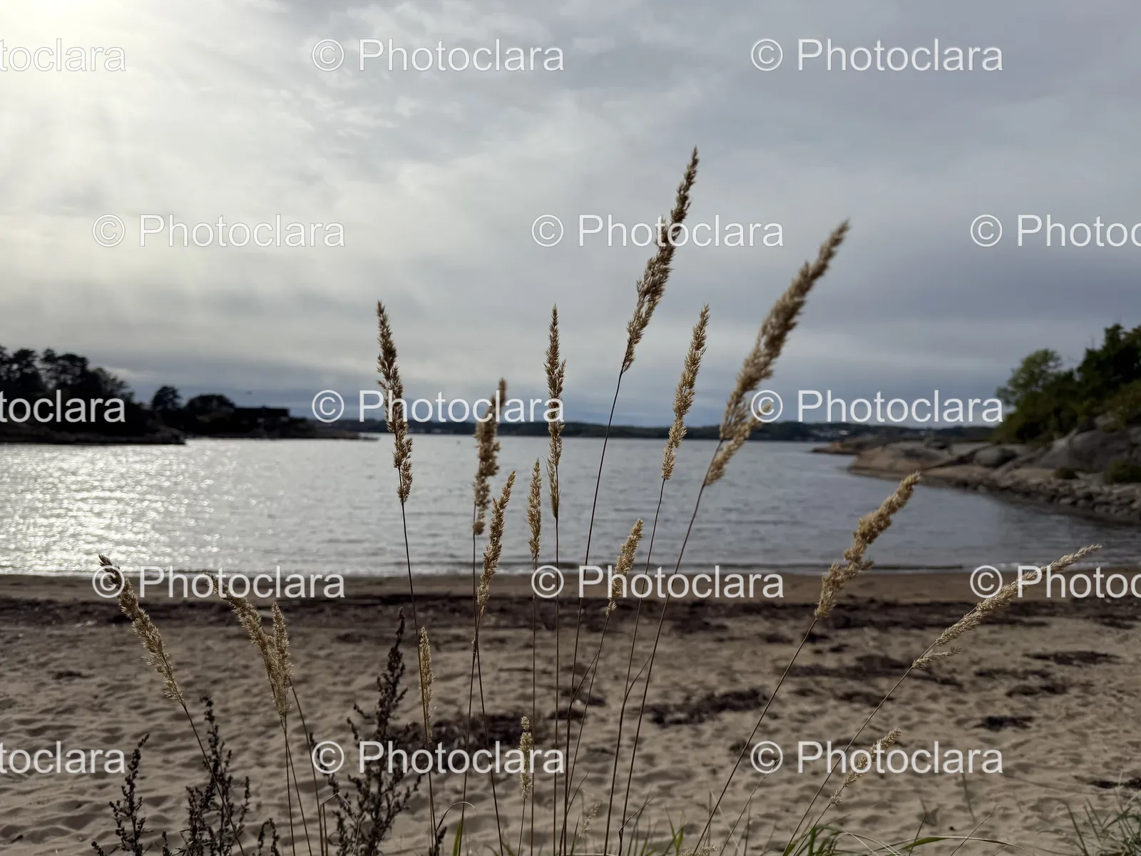 tall-grass-scenic-beach.jpg