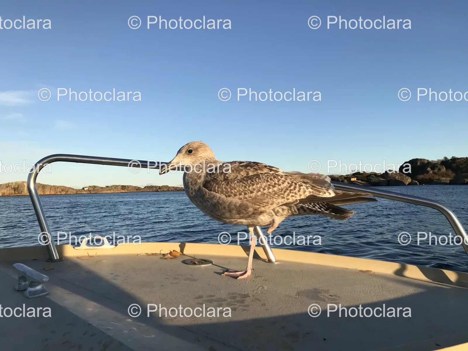 Bird-Standing-on-a-Boat.jpg