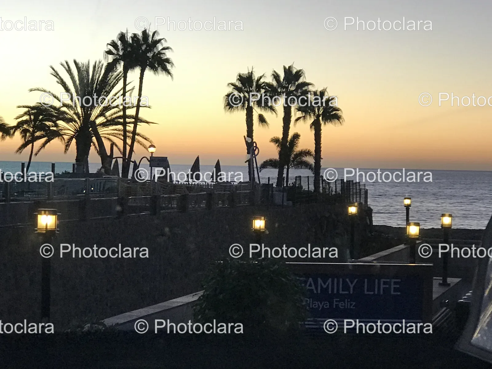 Palm-Trees-by-the-Water-at-Sunset.jpg