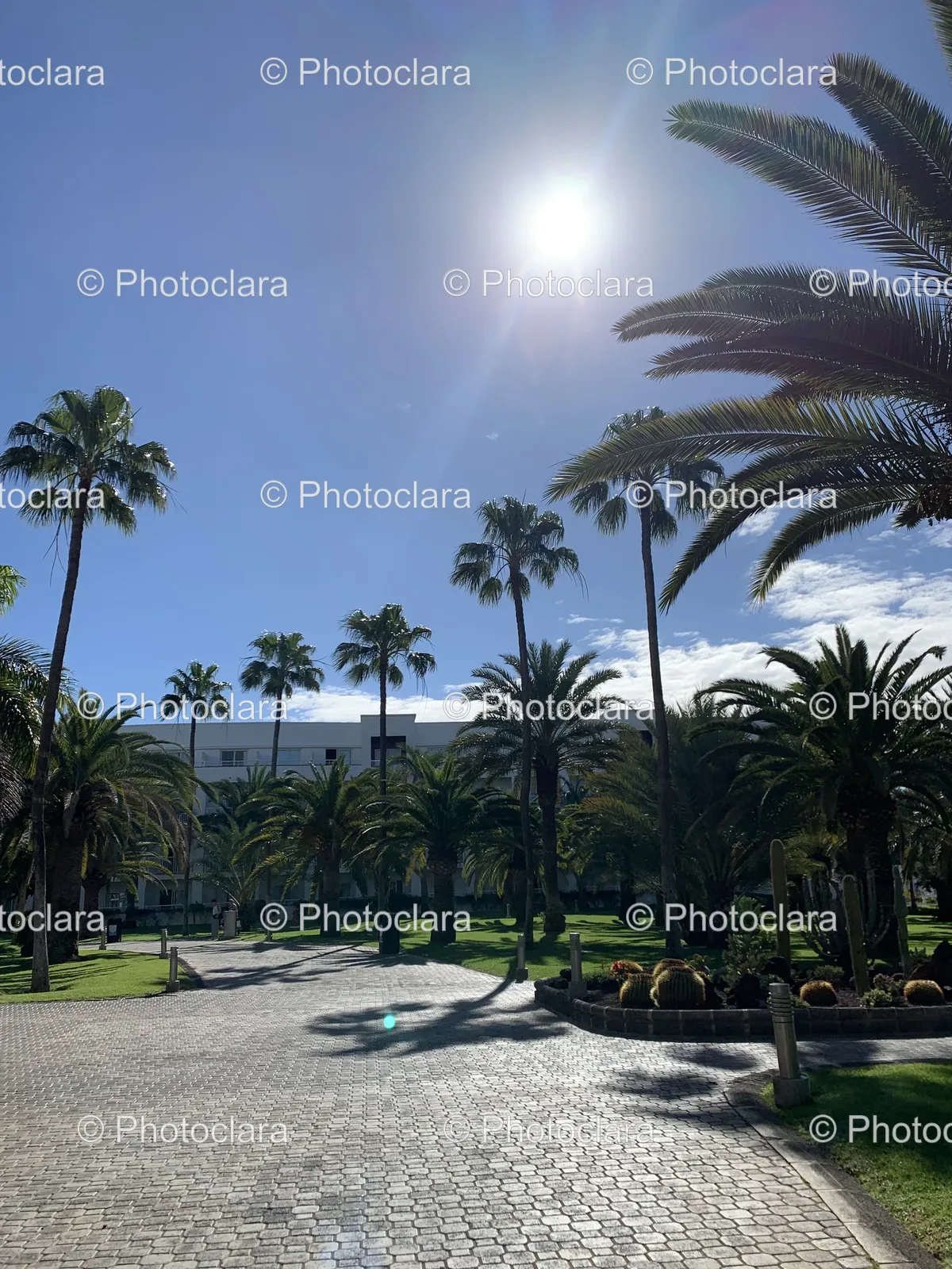 paved-area-with-palm-trees-and-building.jpg