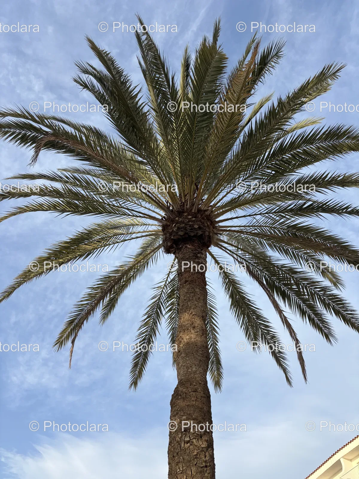 Majestic-Palm-Tree-Against-Clear-Blue-Sky.jpg