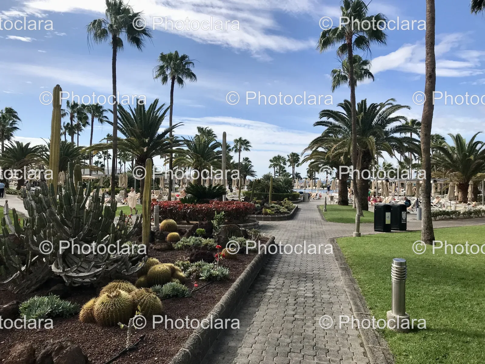 palm-tree-walkway-by-the-beach.jpg