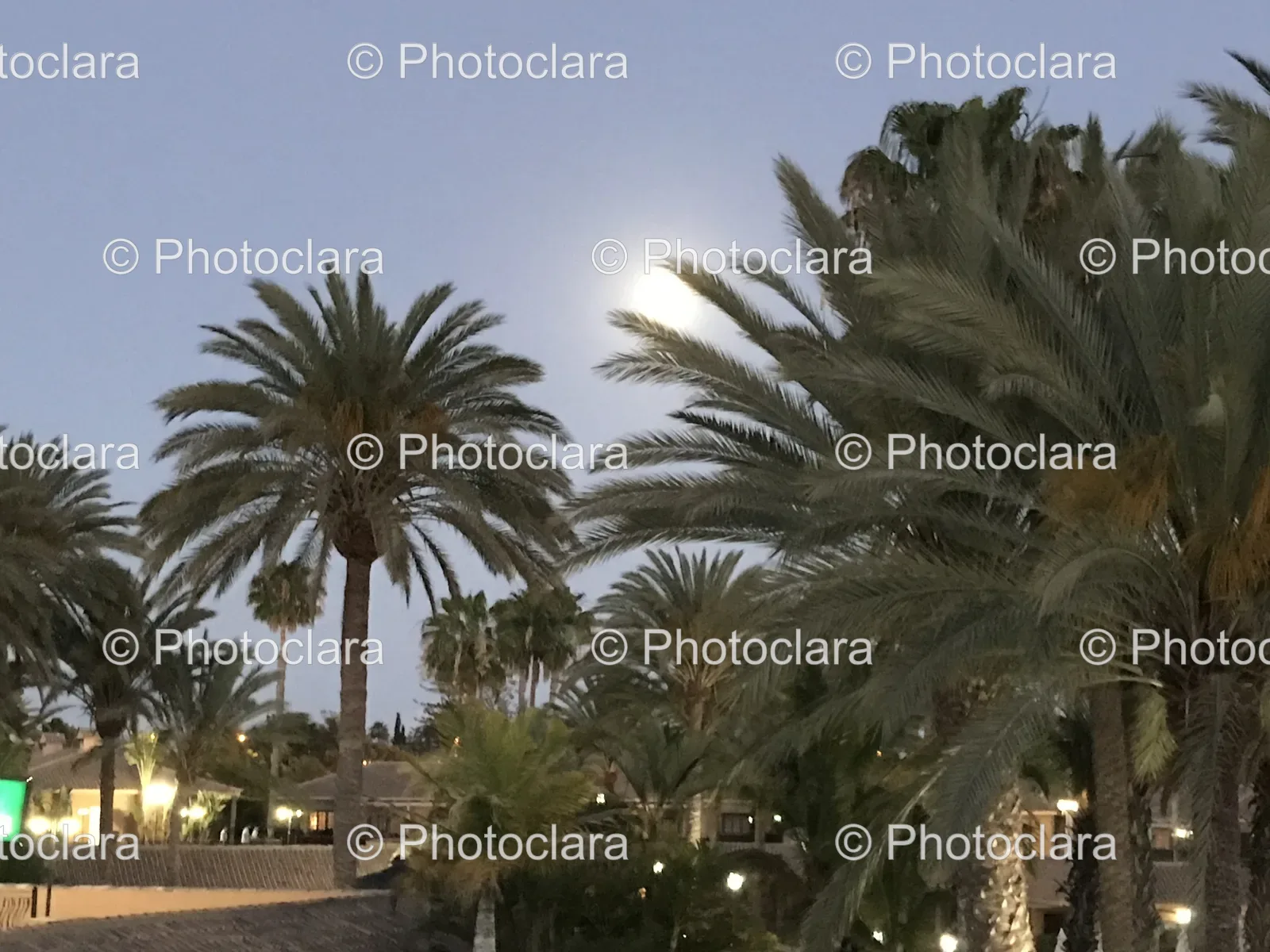 palm-trees-and-buildings.jpg