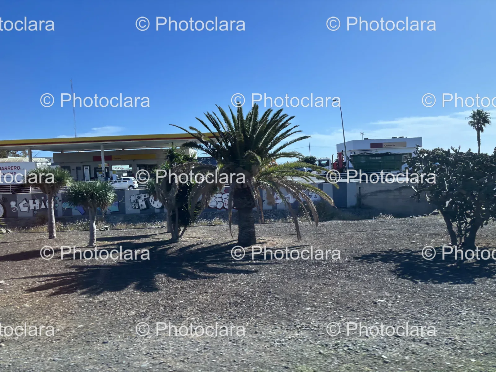 Palm-Trees-in-Dirt-Field.jpg