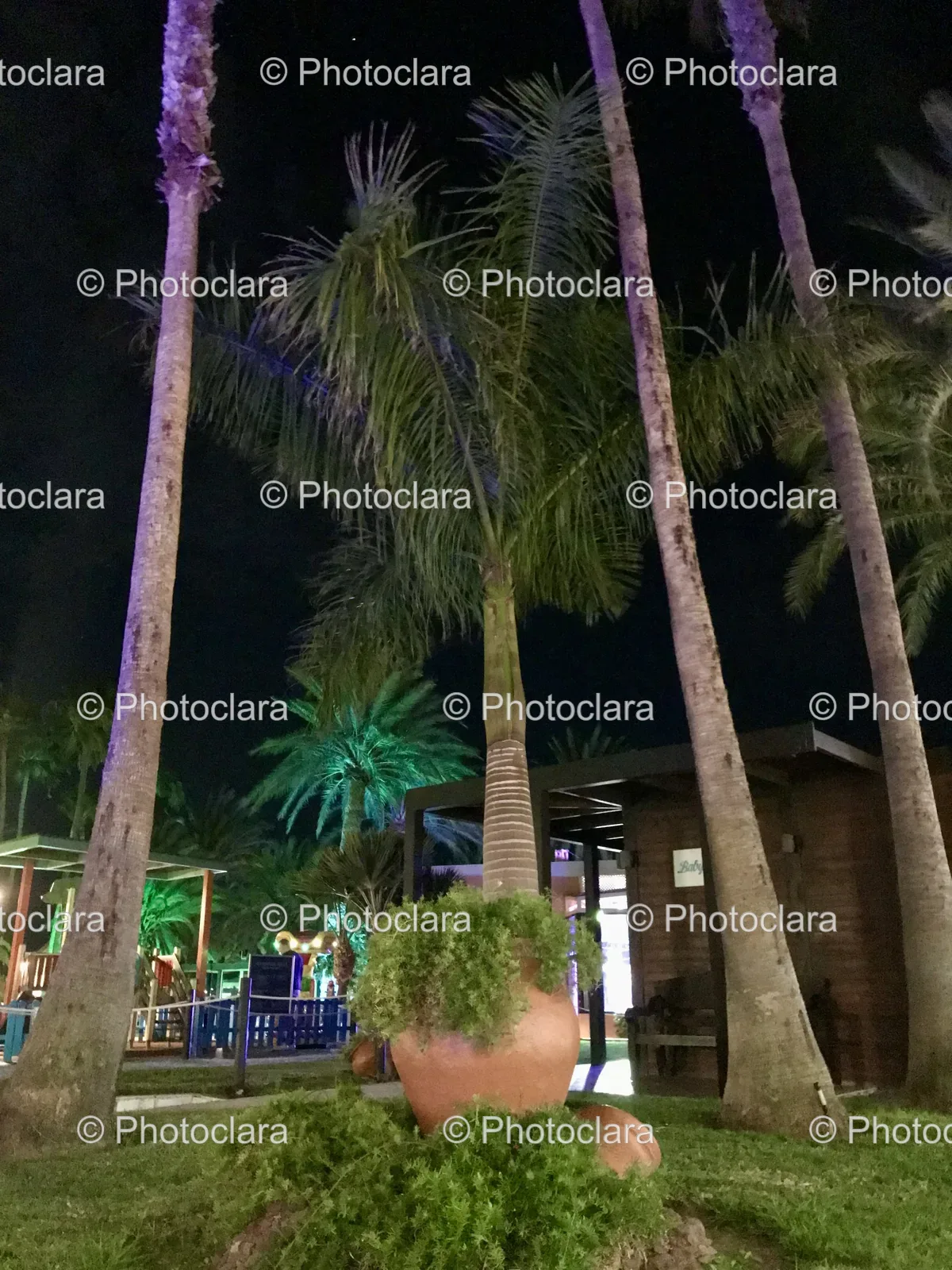 Palm-Trees-in-Front-of-a-Building.jpg