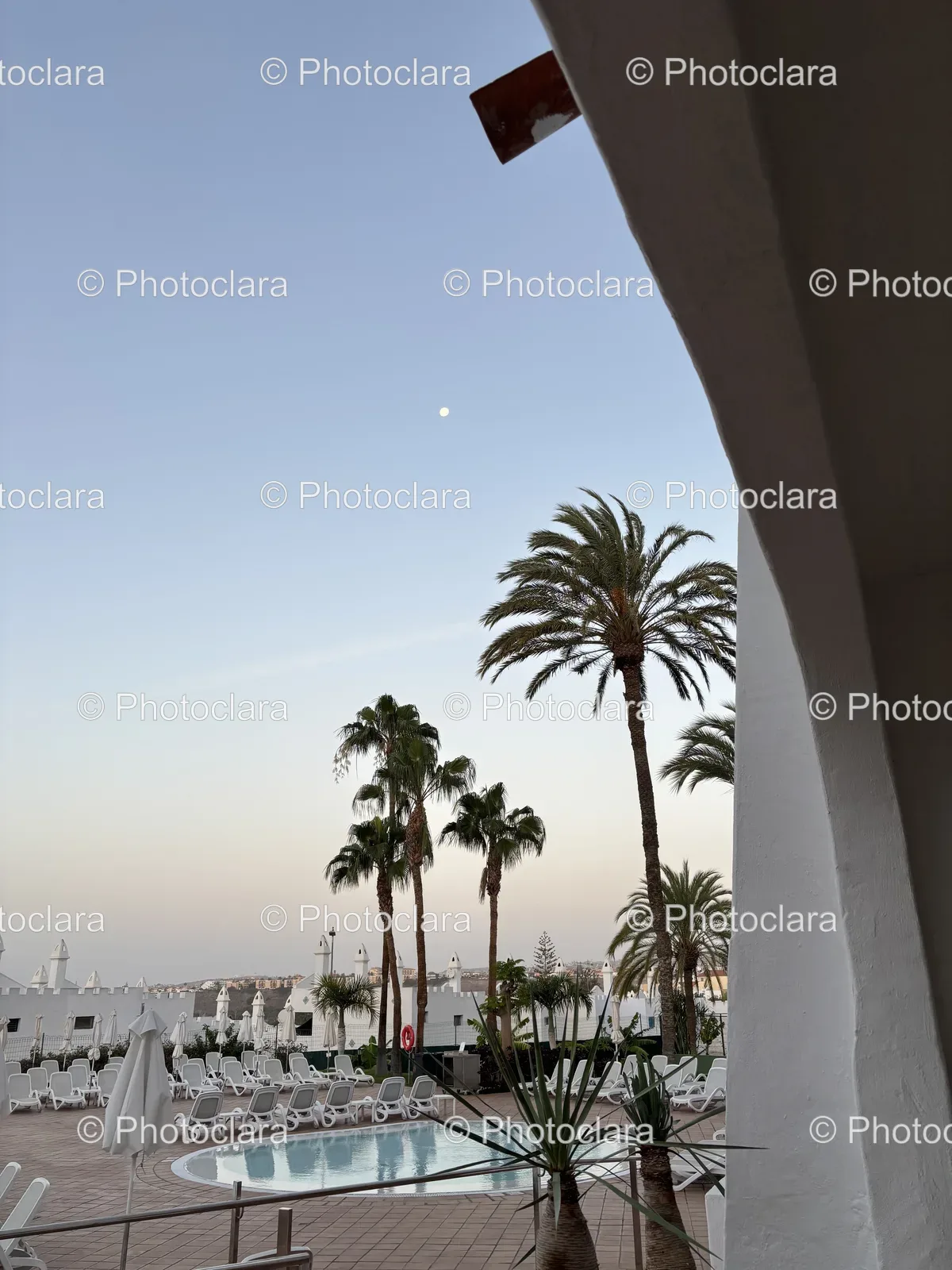 Palm-Trees-Under-A-Clear-Sky.jpg