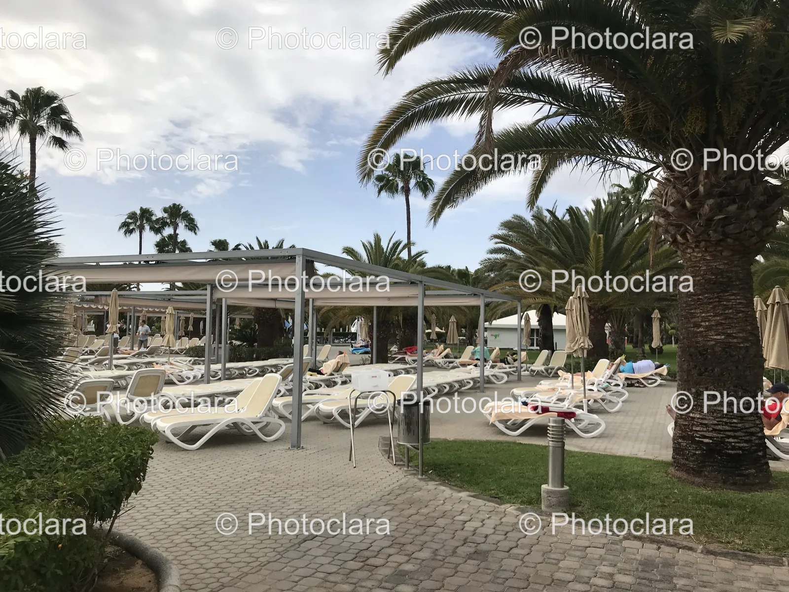 relaxing-palm-tree-lounge-setting.jpg