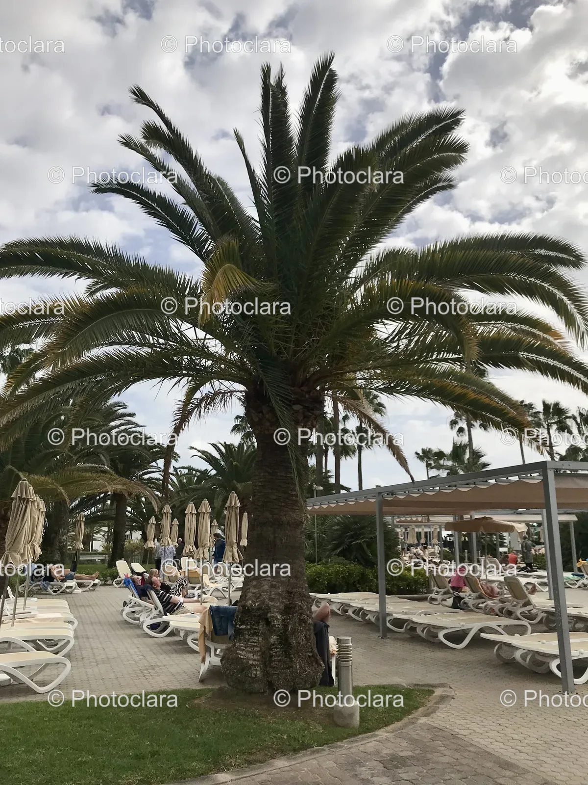Relaxing-Tropical-Paradise-Palm-Tree-Lounge-Chairs.jpg