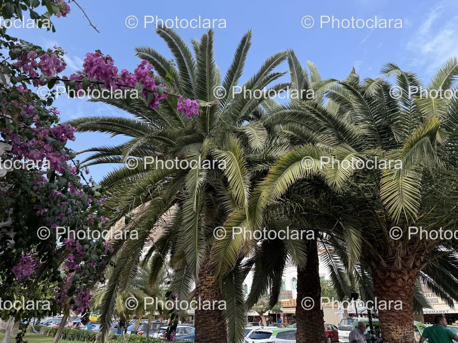 Serene-Palm-Tree-Oasis.jpg