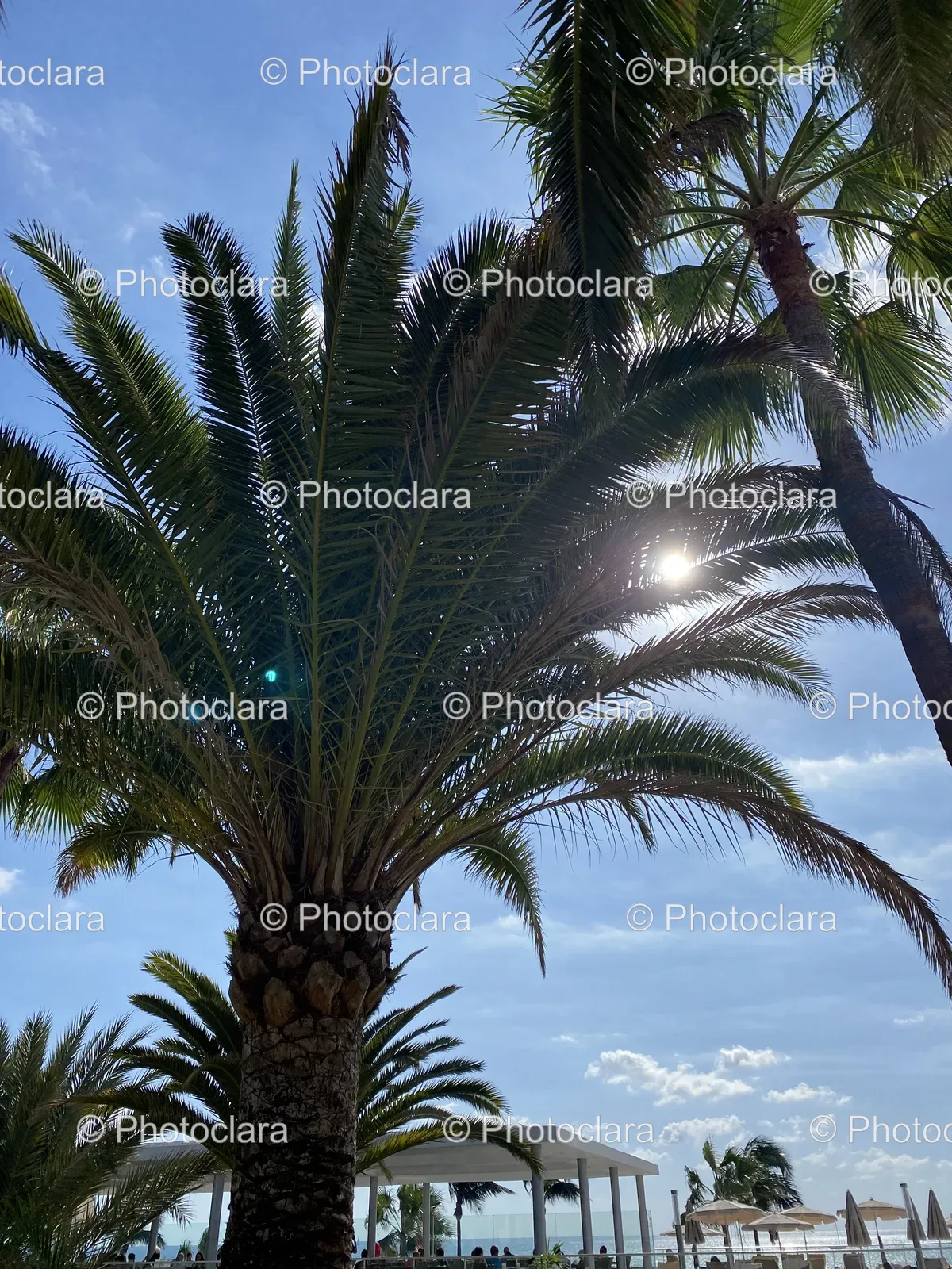sun-shined-palm-trees.jpg