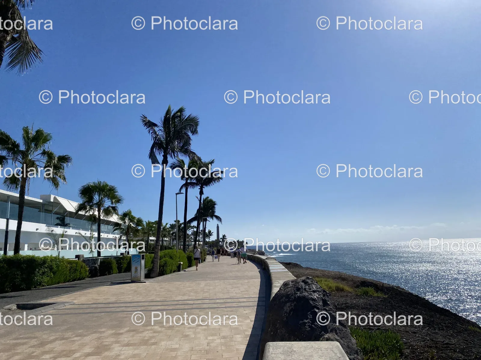Tranquil-Walkway-with-Palm-Trees-by-the-Water.jpg