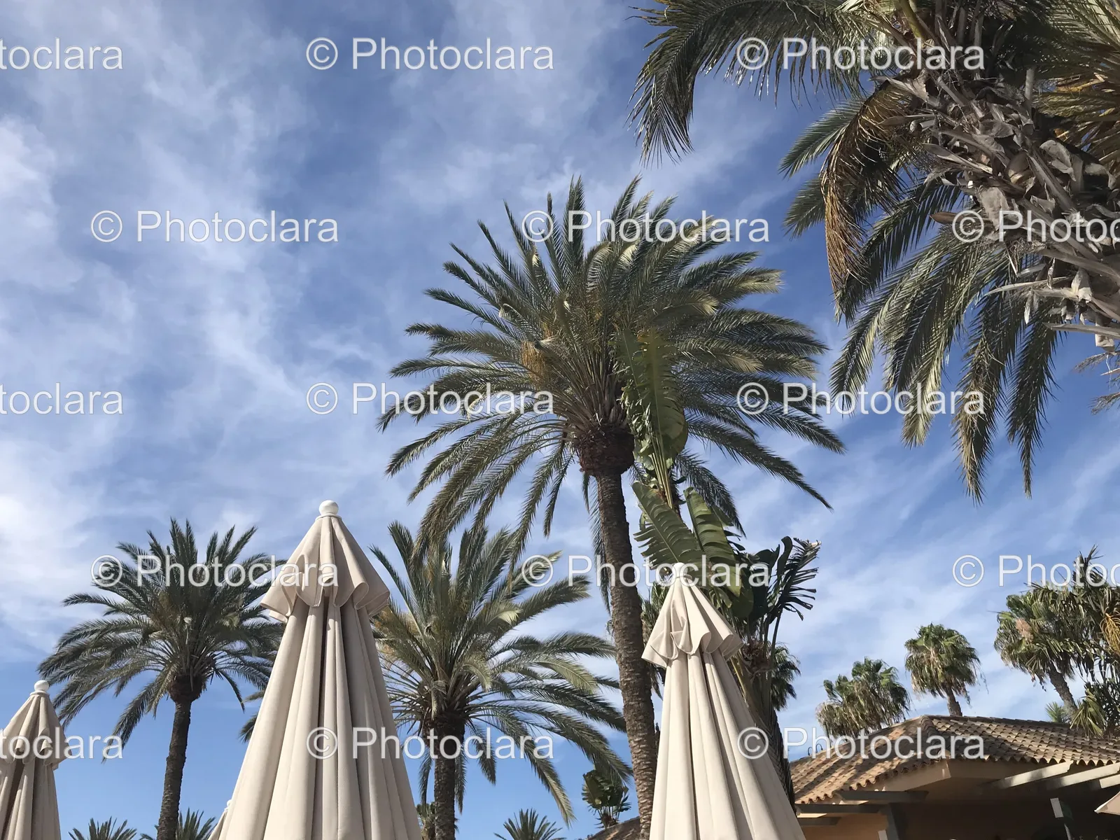 White-Umbrellas-and-Palm-Trees.jpg