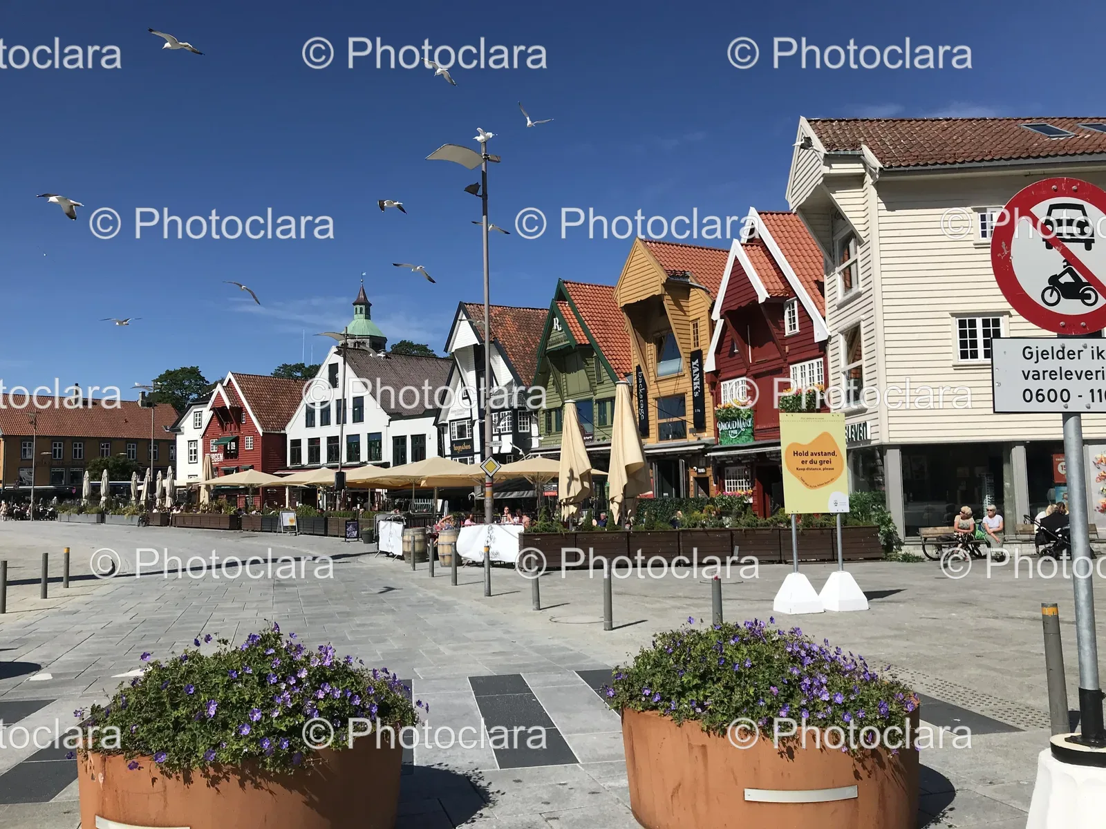Birds-Flying-Over-Street-with-Buildings.jpg