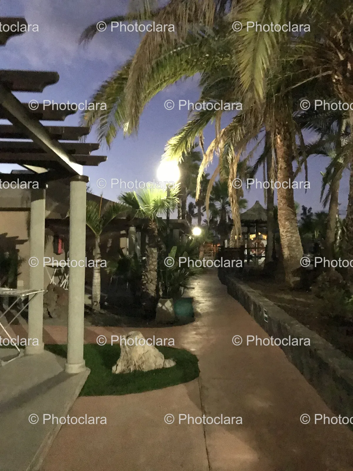 Palm-Lined-Walkway-at-Night.jpg