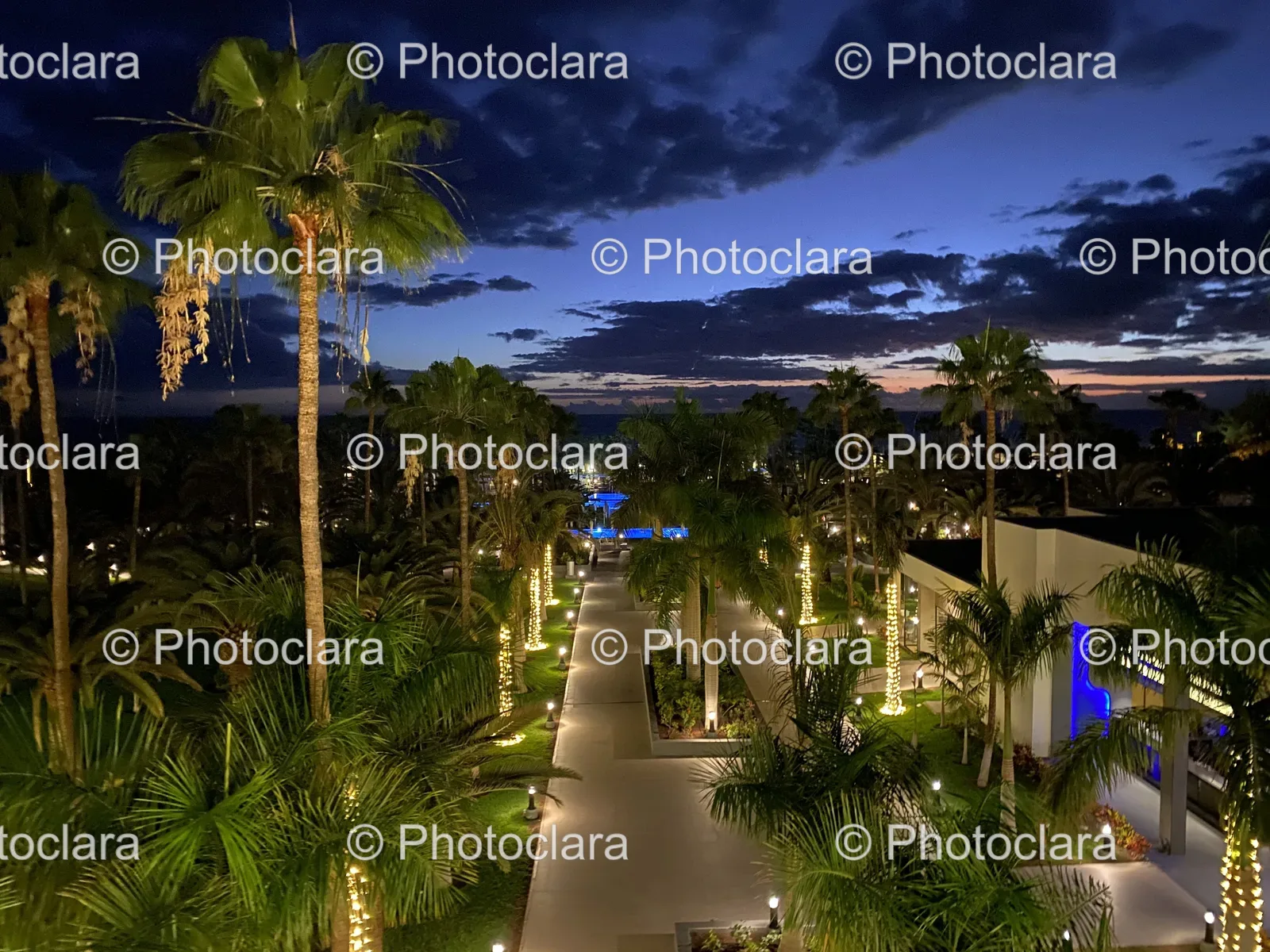 Palm-Trees-Buildings-Night.jpg