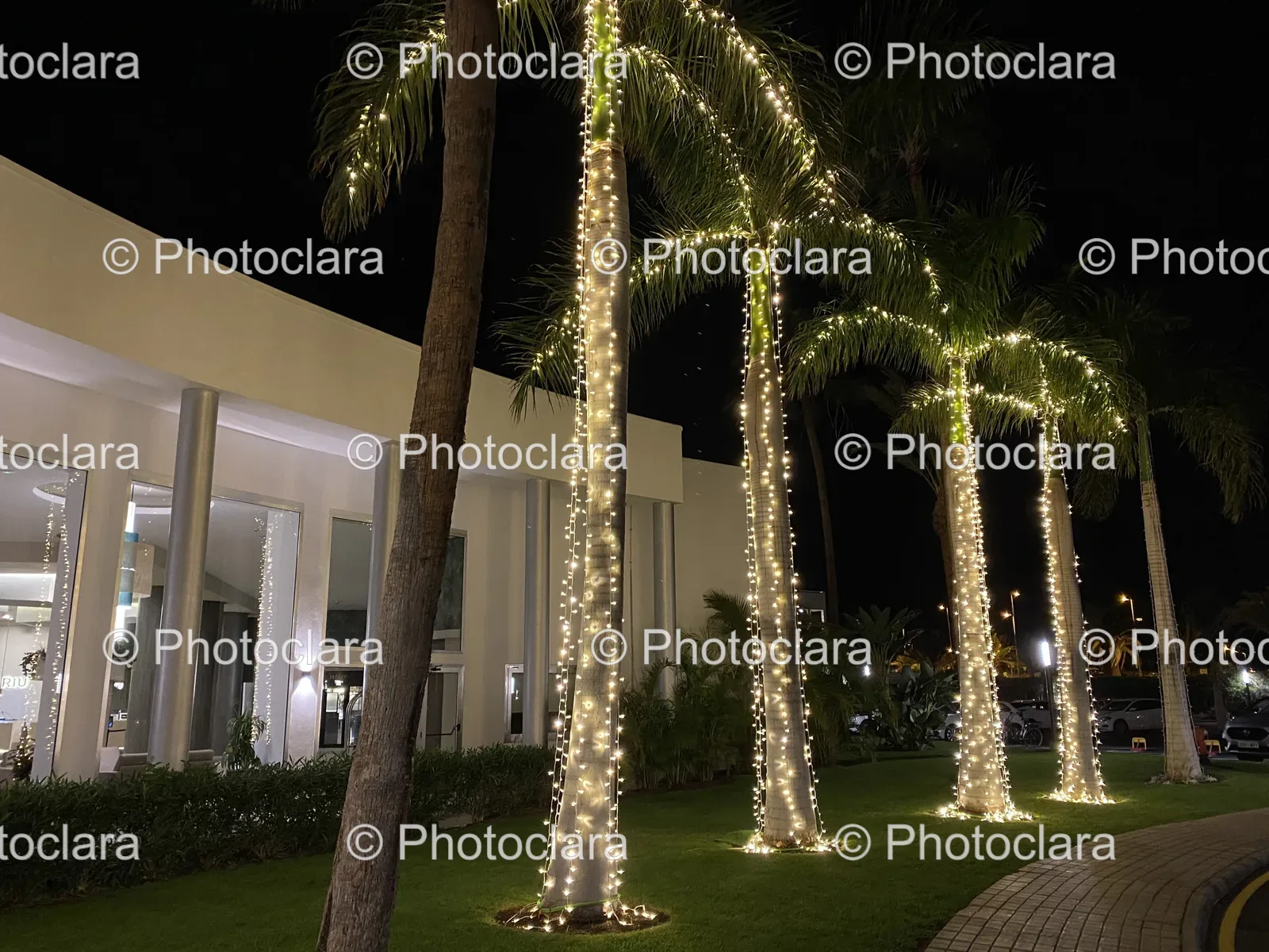 palm-trees-with-christmas-lights.jpg
