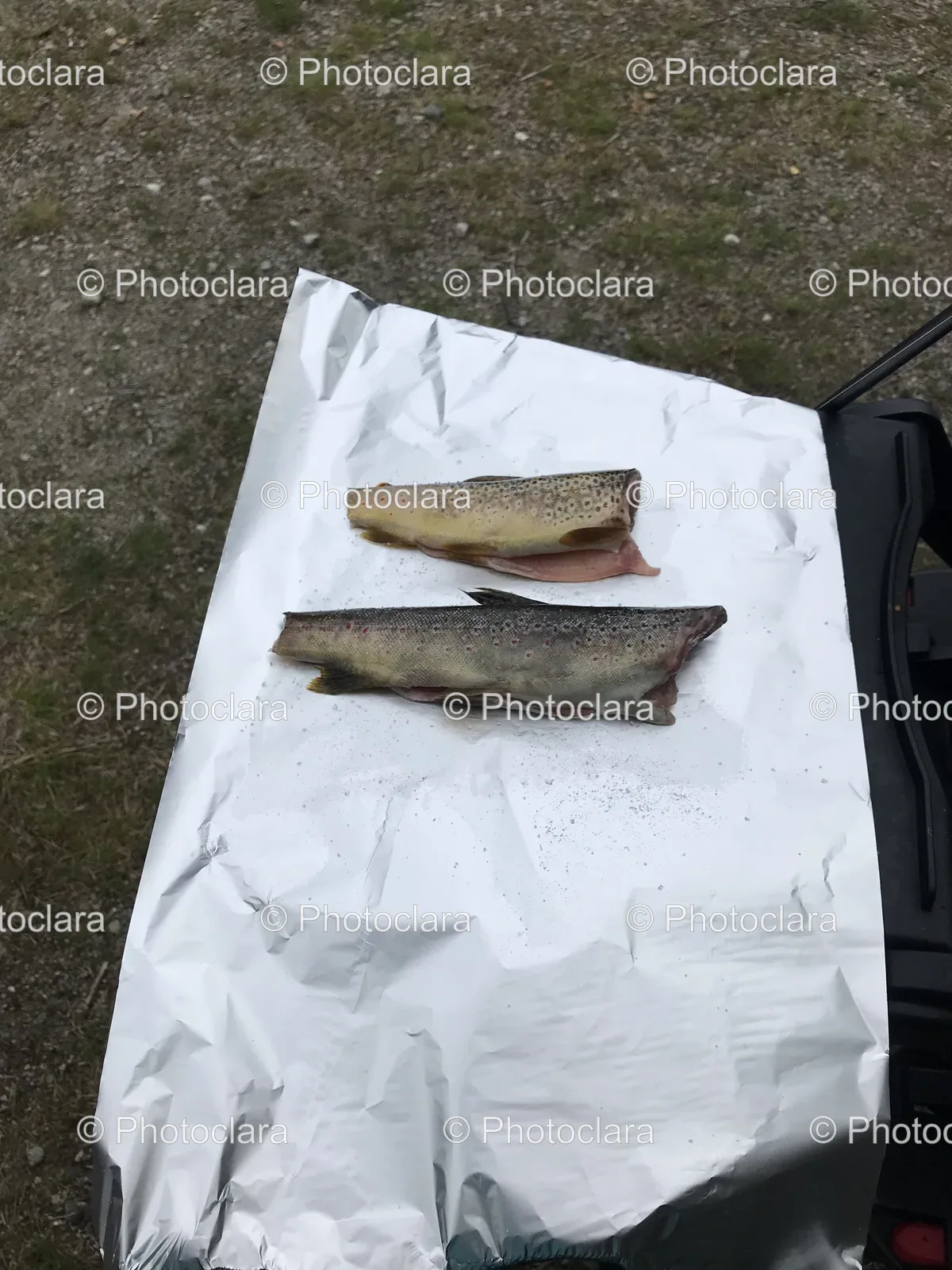 Fish-on-Foil-Surface.jpg
