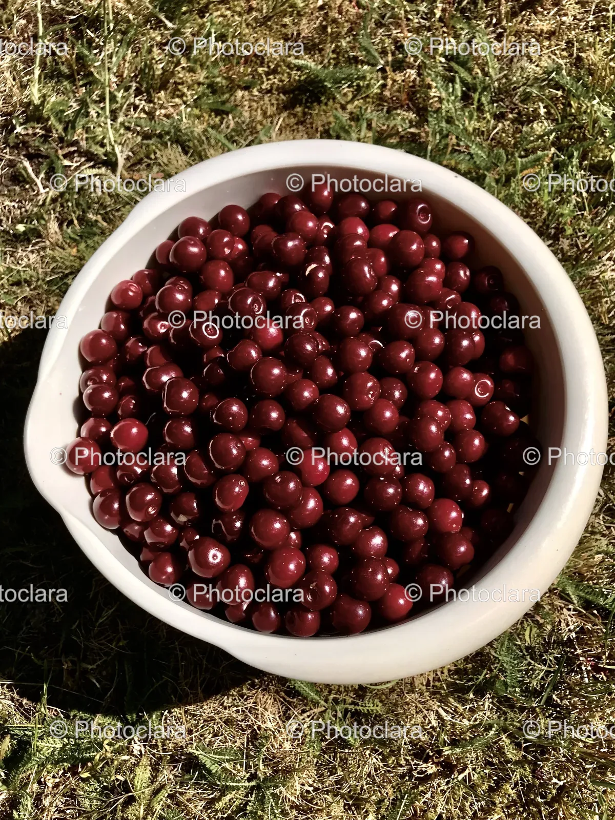 a-bowl-of-cherries-on-grass.jpg
