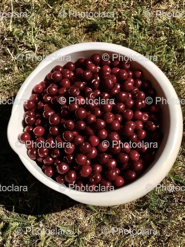 Fresh Fruits